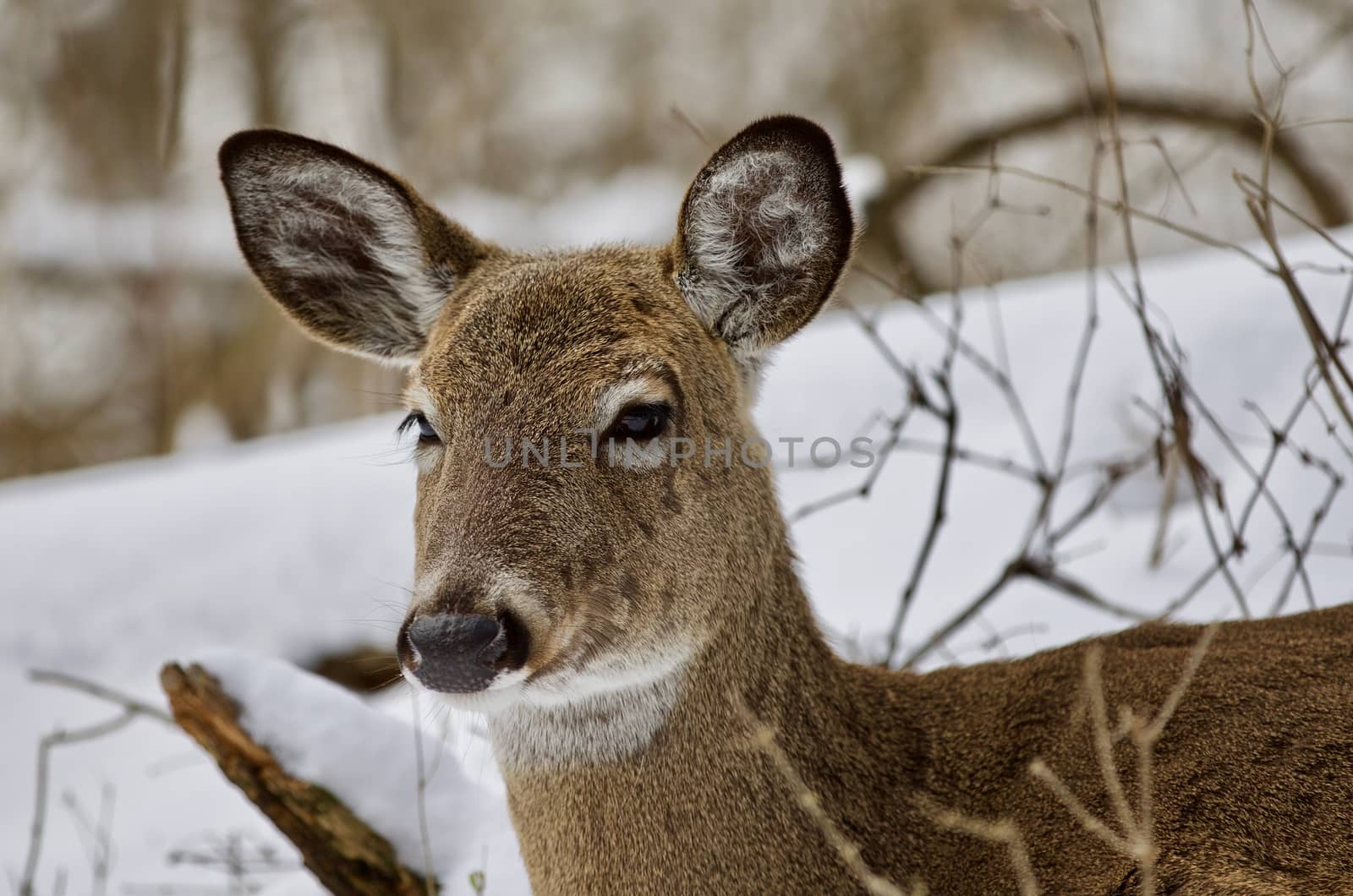Beautiful portrait of a wild deer in the snowy forest by teo