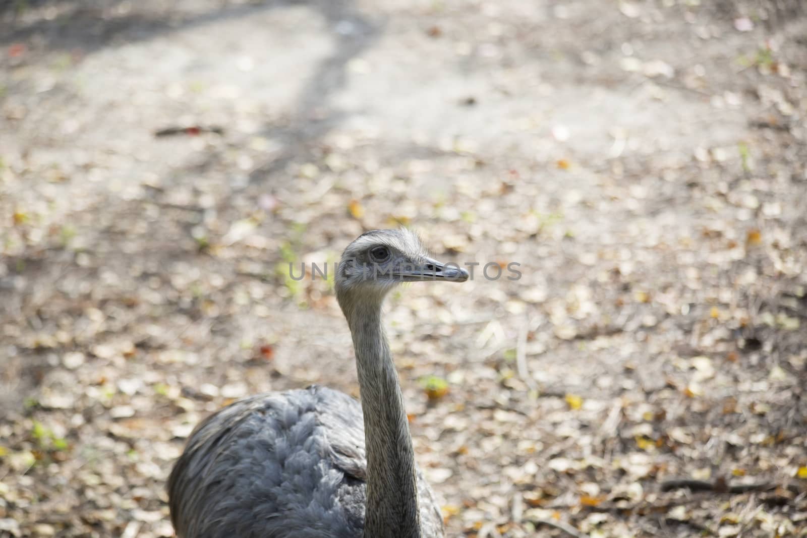 A single rhea bird in a natural habitat