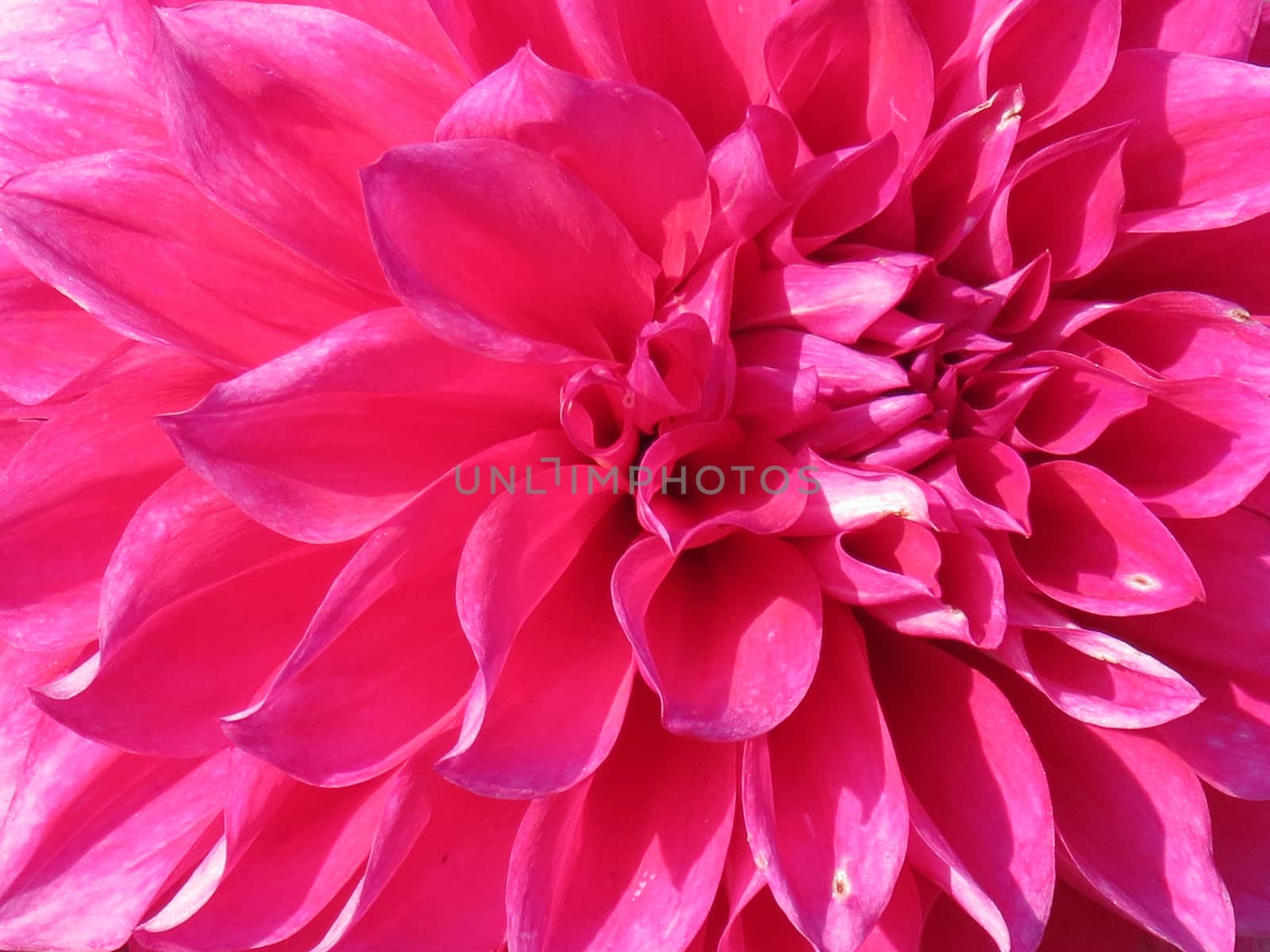 Closeup of Pink Dahlia by dushi82