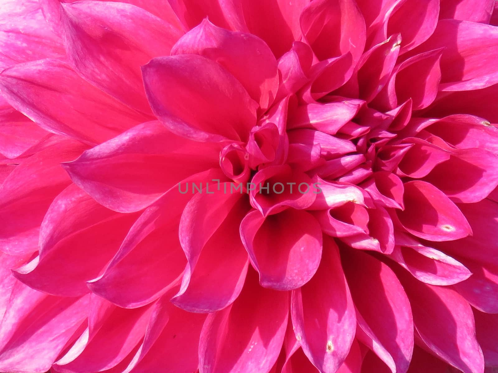 Close up of a flamingo-pink dahlia flower.