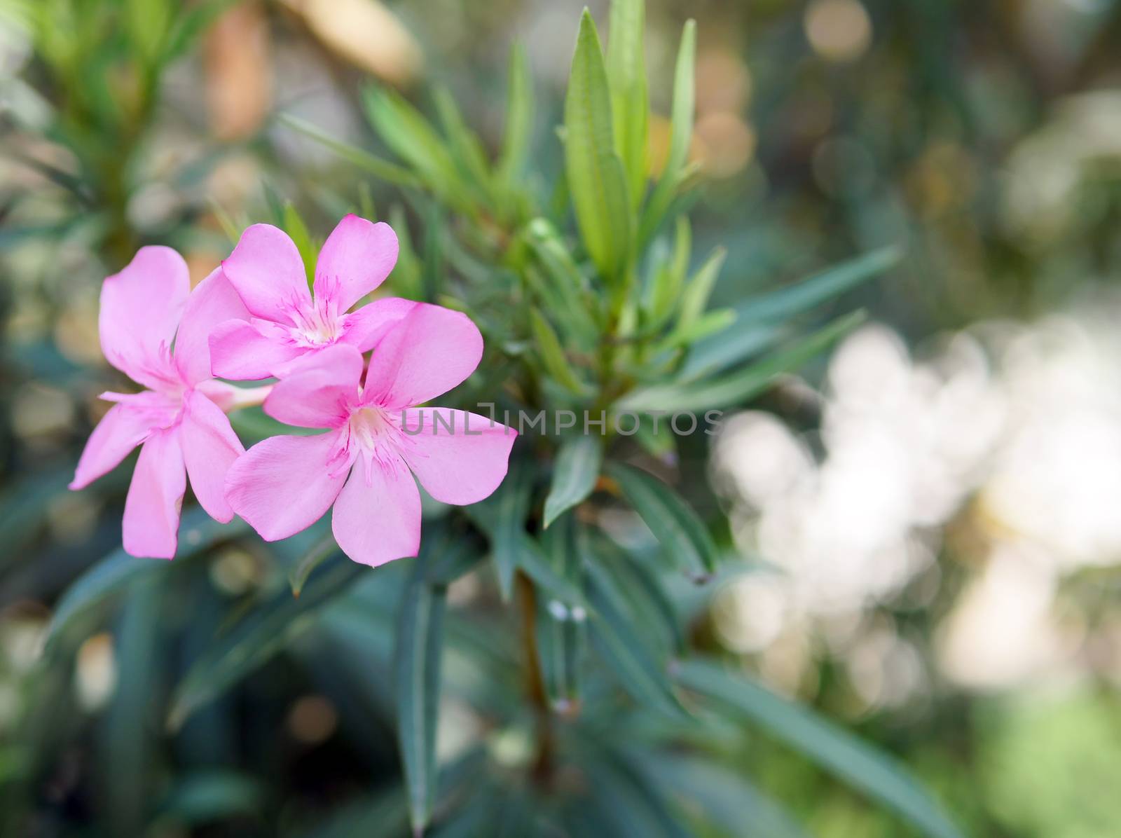 Oleander (Nerium oleander) is an evergreen shrub or small tree that is prized by home gardeners for its showy, funnel-shaped blooms