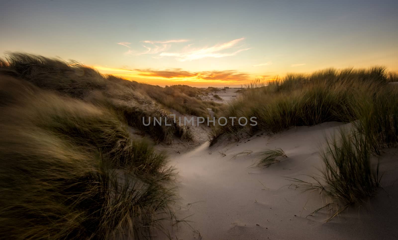 Orange sunset above grassy sanddunes on the oregon coast