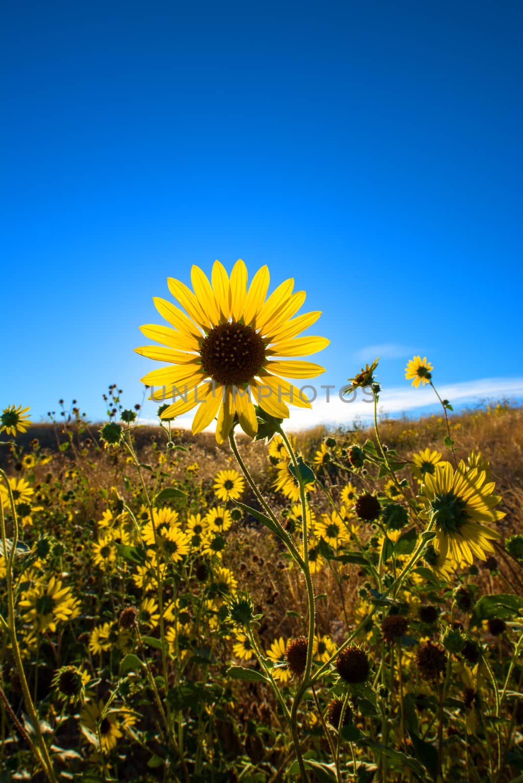 Large daisy flower field with blue sky background