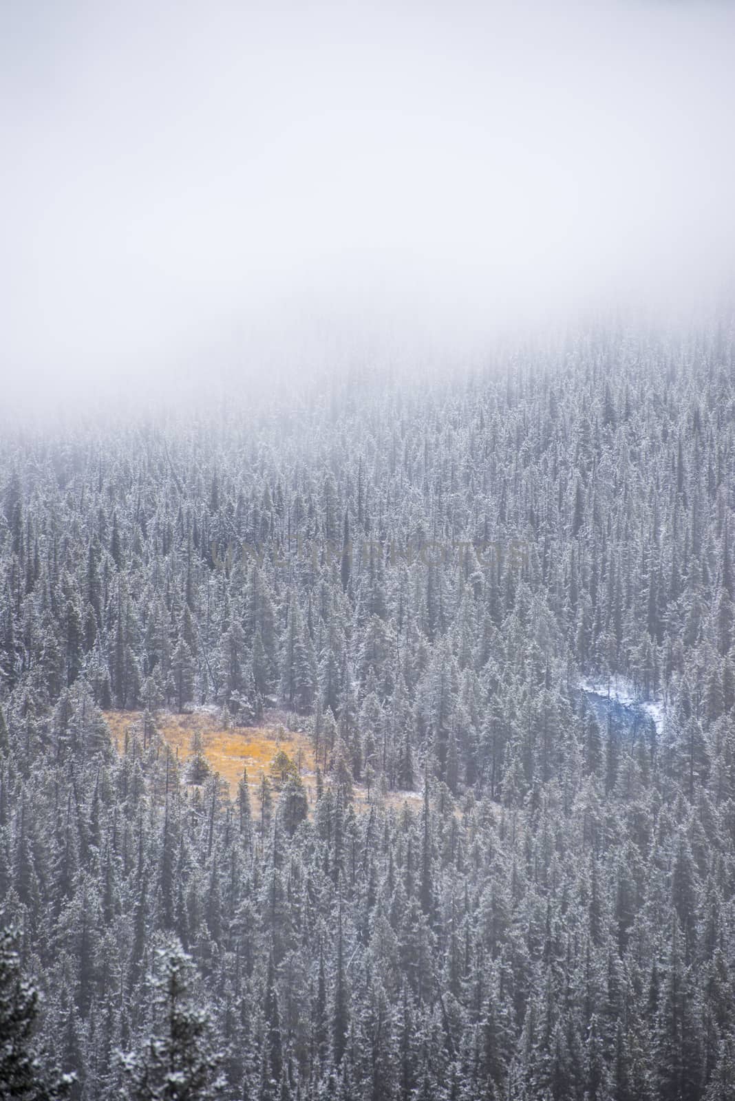 Yellow field and blue river in the snowy, foggy trees from afar