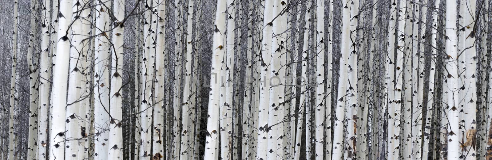 Narrow view of white tree trunks lined up on the edge of the forest