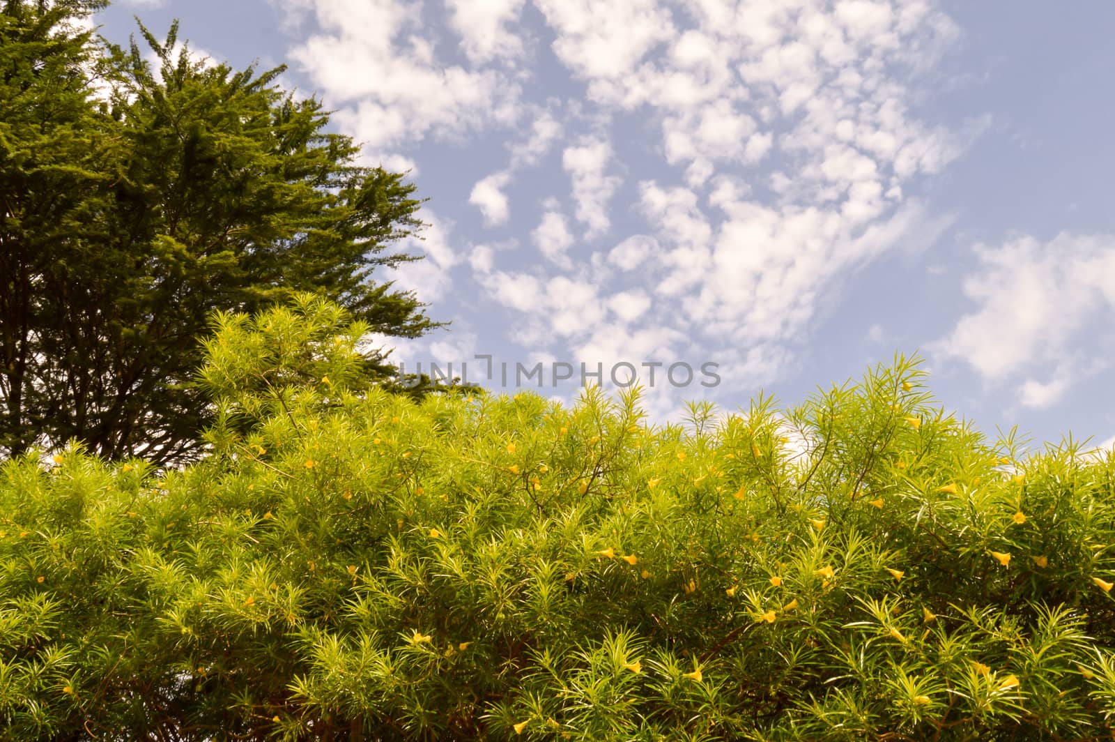 Shrub with yellow flowers  by Philou1000