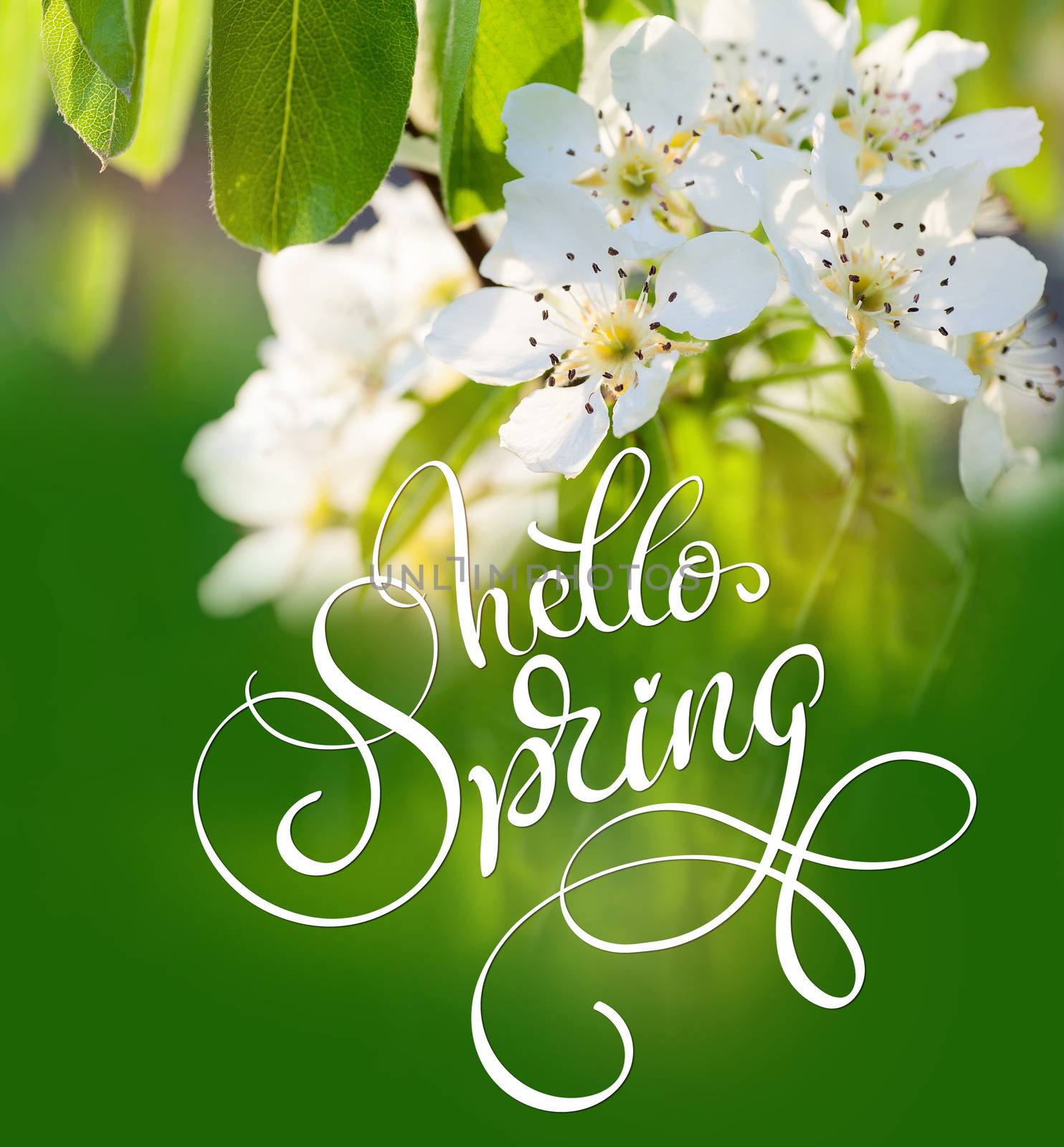 beautiful flowering tree with green leaves in the spring close up and text Hello Spring. Calligraphy lettering by timonko