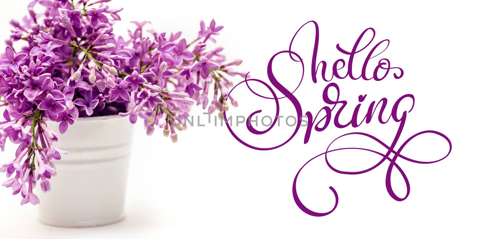 bucket and lilac on a white background and text Hello Spring. Calligraphy lettering by timonko