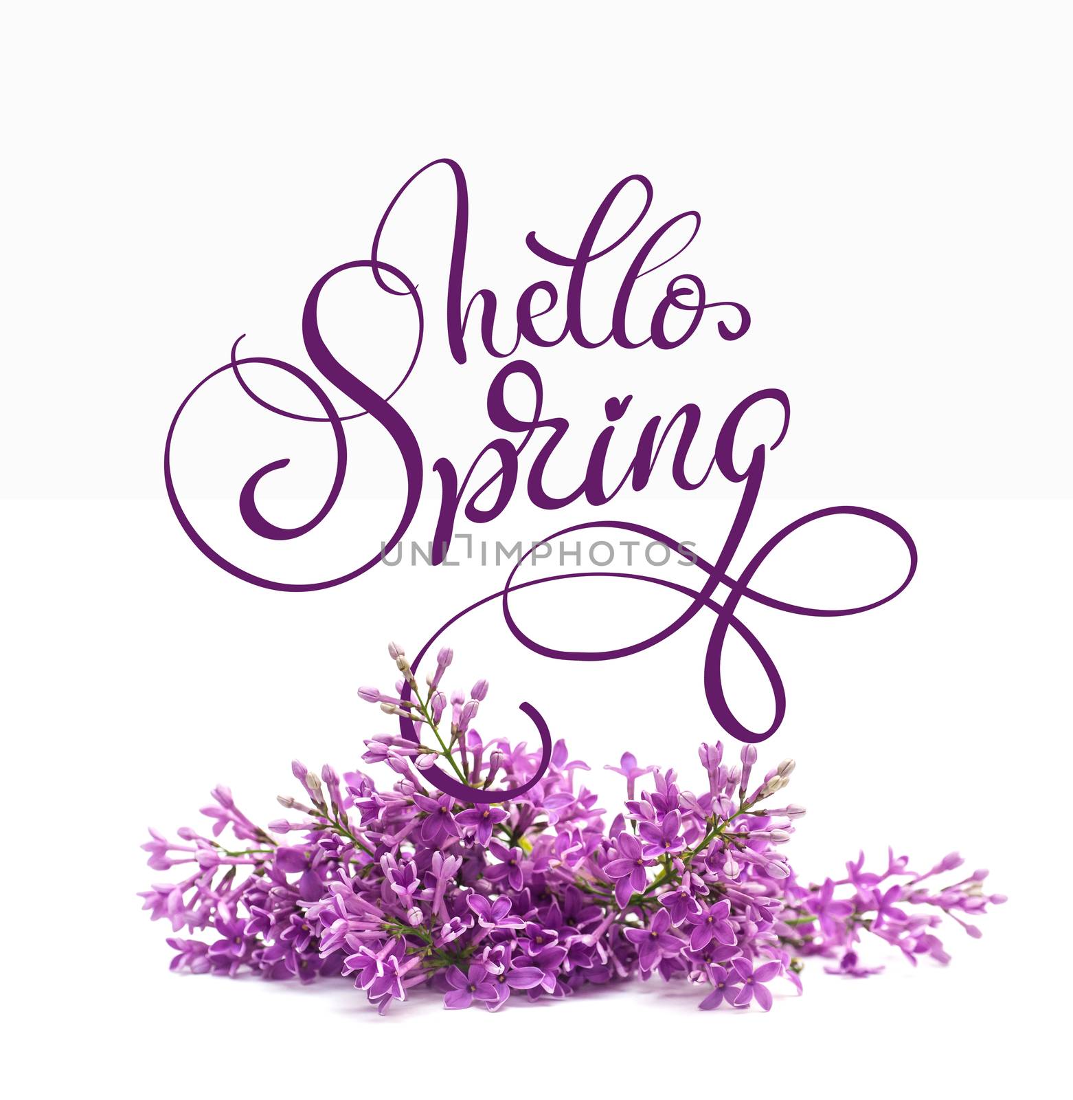 Beautiful lilac branch isolated on white background and text Hello Spring. Calligraphy lettering.