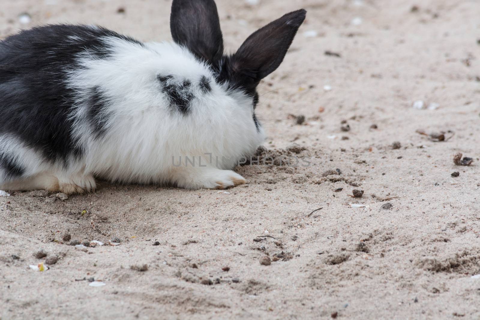 White Black rabbit - bunny sitting on sandy soil.