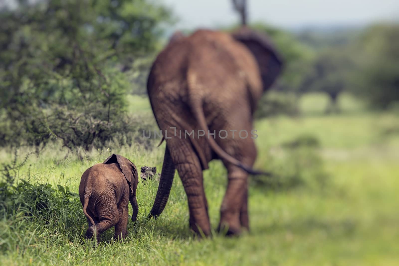 Mother and baby african elephants walking in savannah in the Tarangire National Park, Tanzania