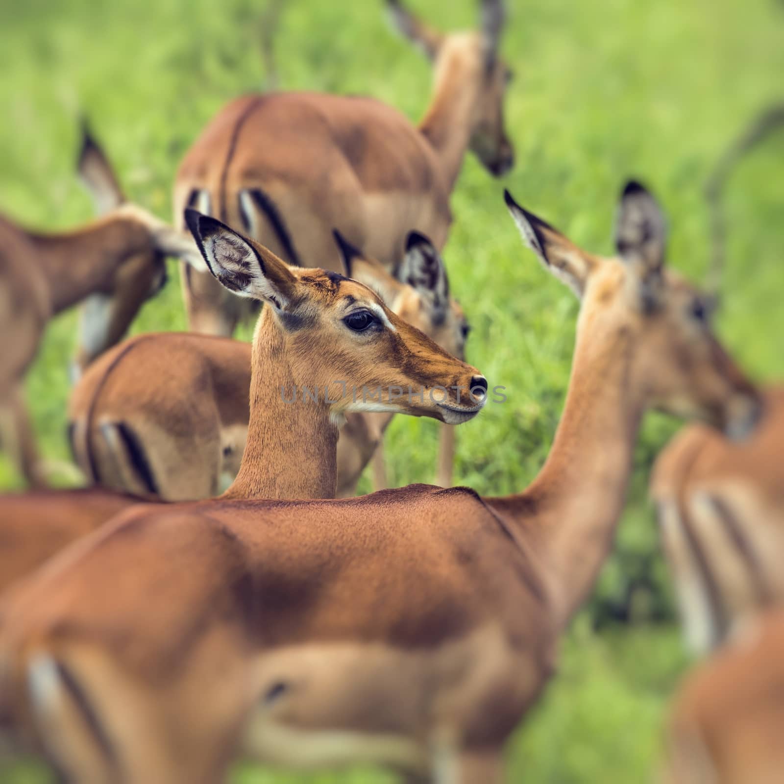 Female impala antelopes in Maasai Mara National Reserve, Kenya.