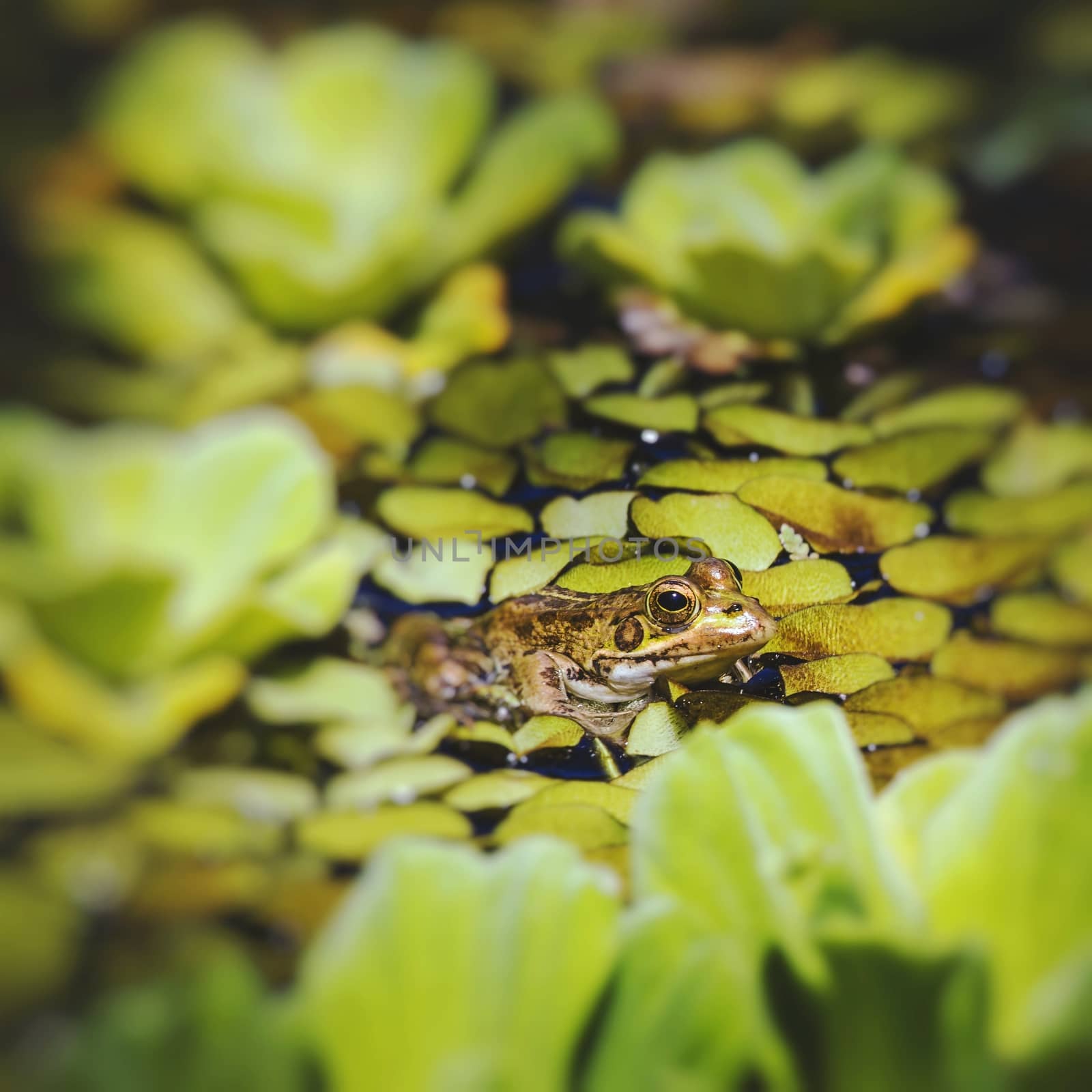 Green Frog in a wetland by mariusz_prusaczyk