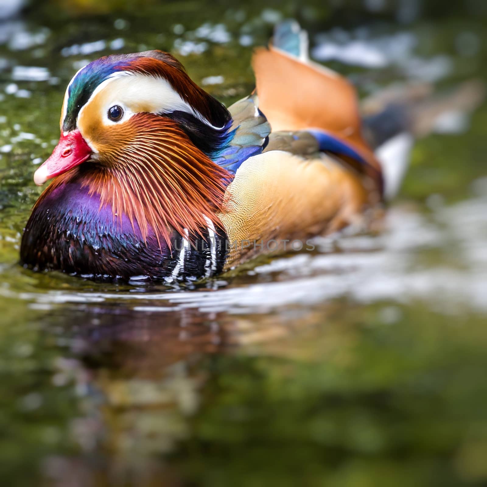 Beautiful male Mandarin Duck (Aix galericulata) by mariusz_prusaczyk