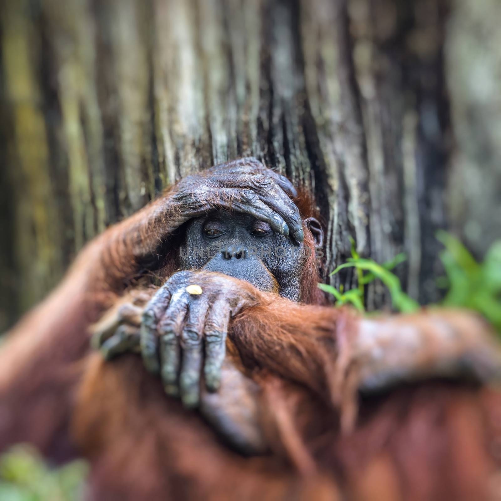 Orangutan in the jungle of Borneo Indonesia. by mariusz_prusaczyk