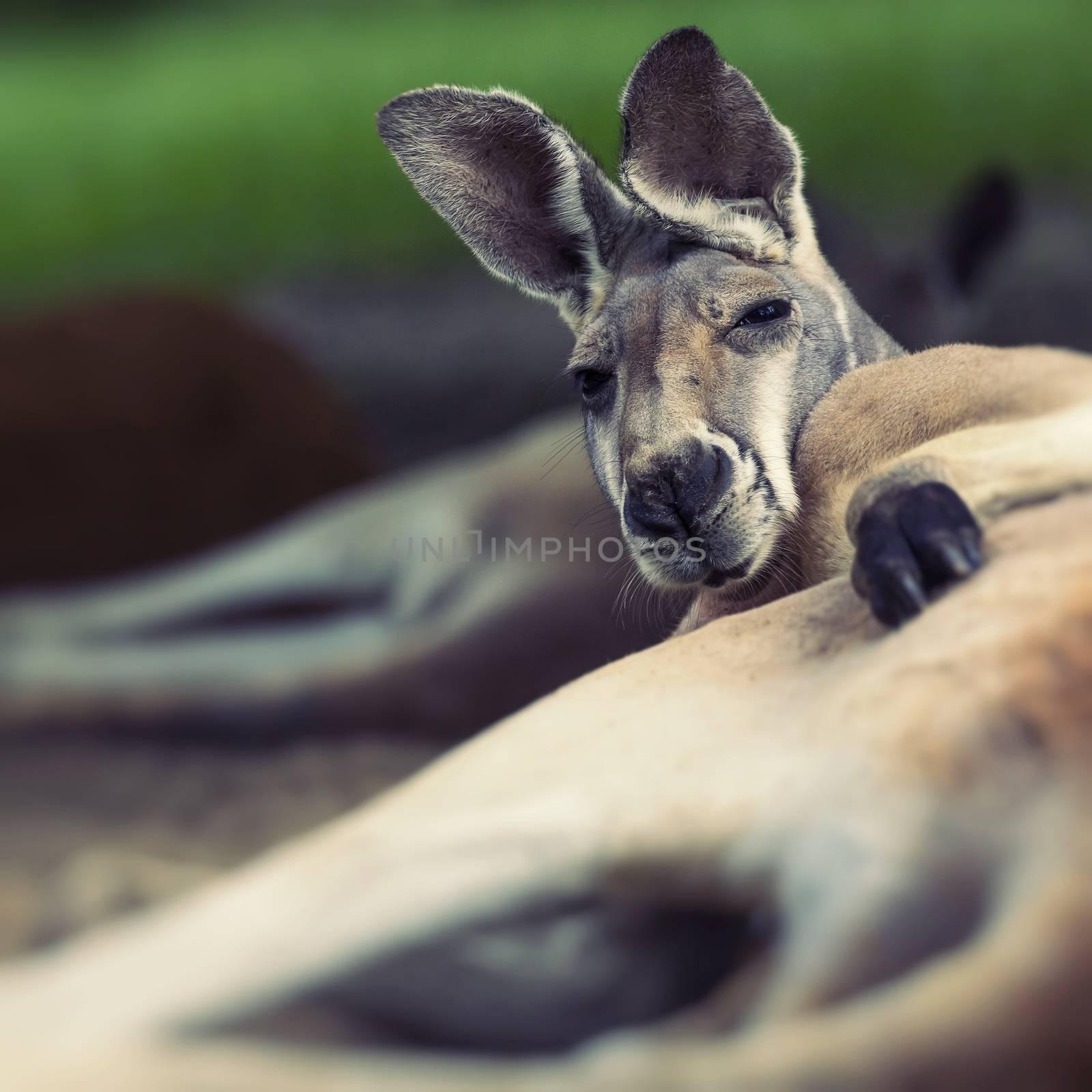 Big red kangaroo resting sunlit in the Australian Outback by mariusz_prusaczyk