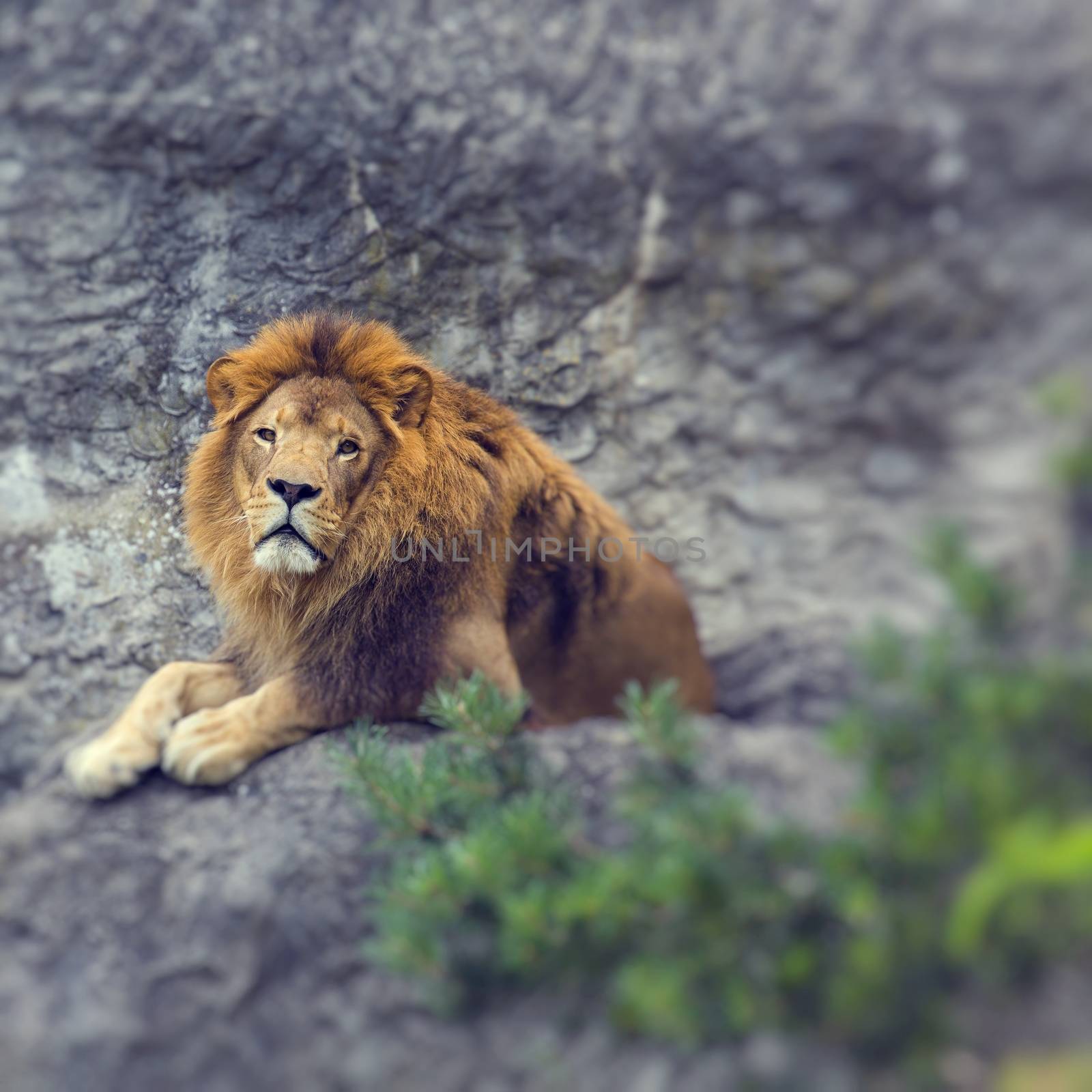 Portrait of huge beautiful male African lion. Selective focus.