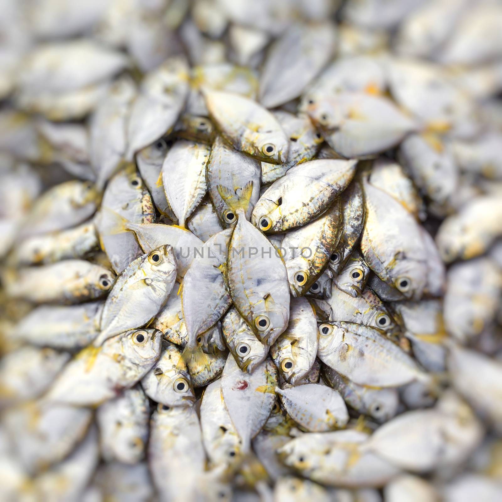 Fresh fish at local Sri Lanka market. by mariusz_prusaczyk