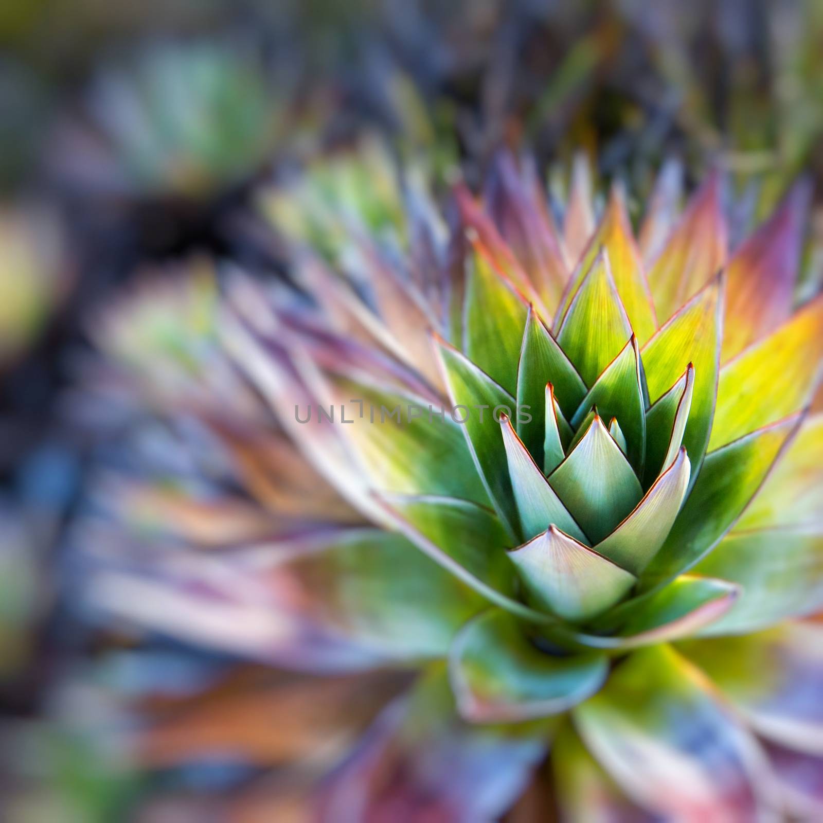 Endemic plant from Mount Roraima in Venezuela by mariusz_prusaczyk