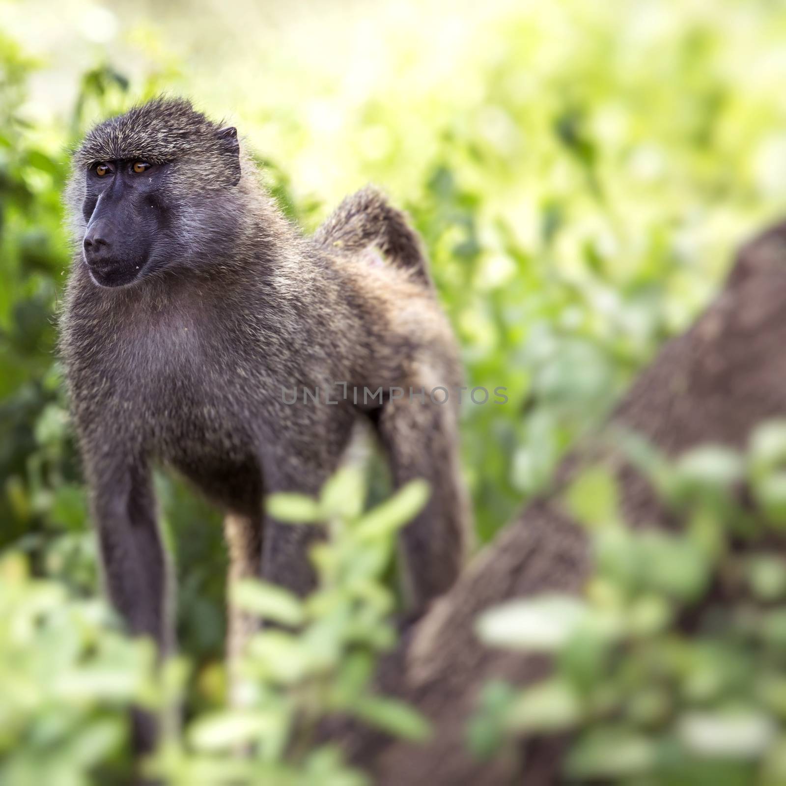 Baboon - Tarangire National Park - Wildlife Reserve in Tanzania, by mariusz_prusaczyk