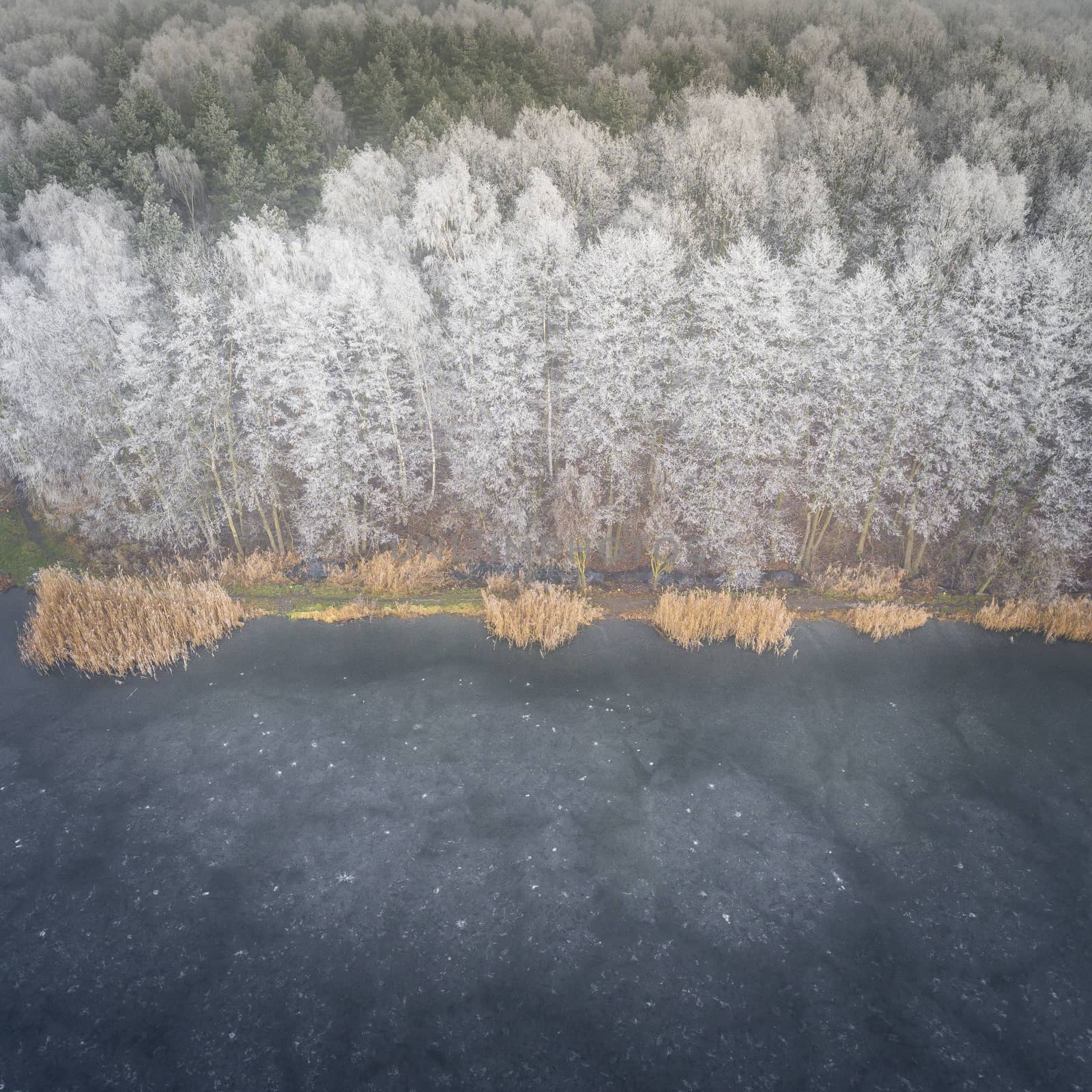 Aerial view of the winter background with a snow-covered forest  by mariusz_prusaczyk