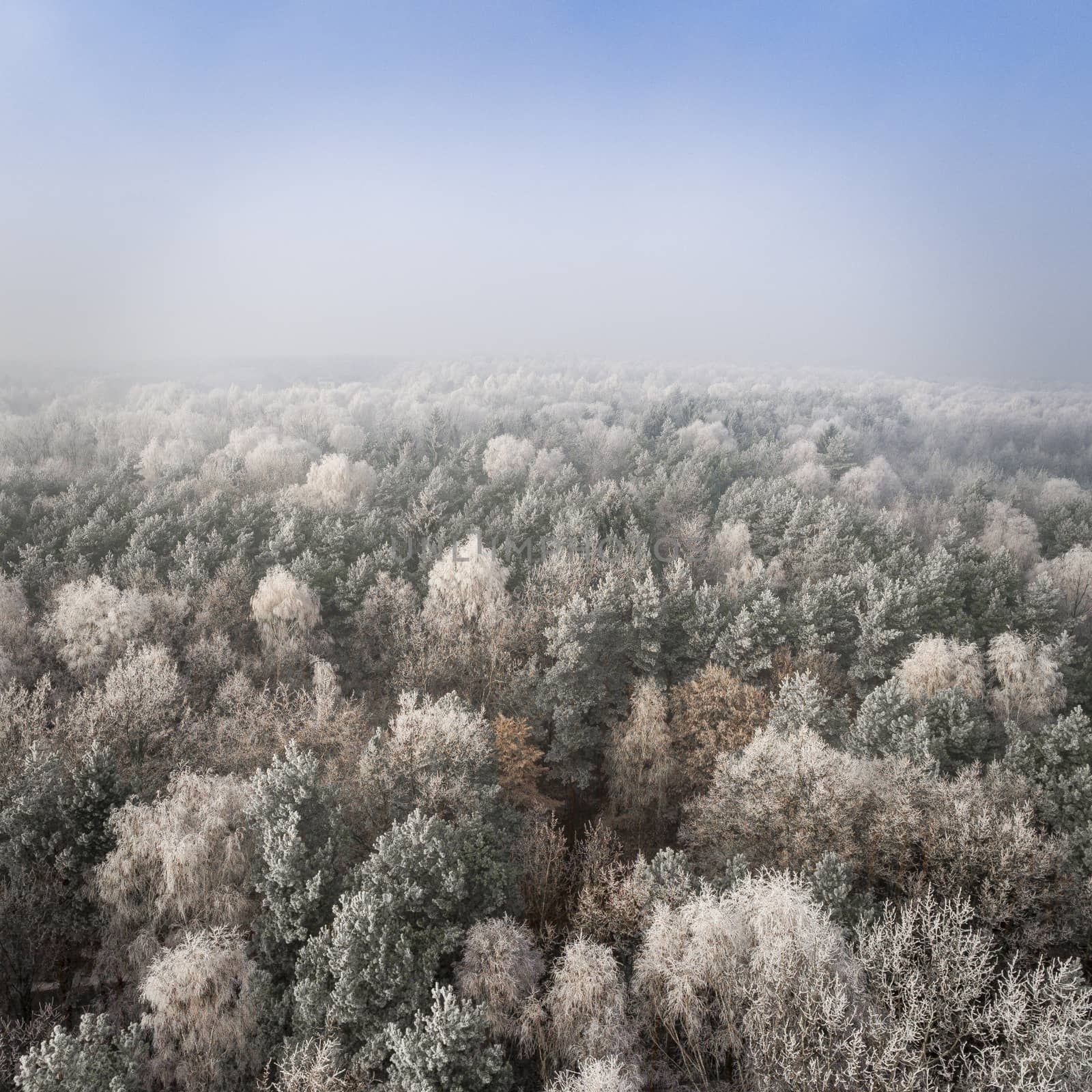 Aerial view of the winter background with a snow-covered forest  by mariusz_prusaczyk