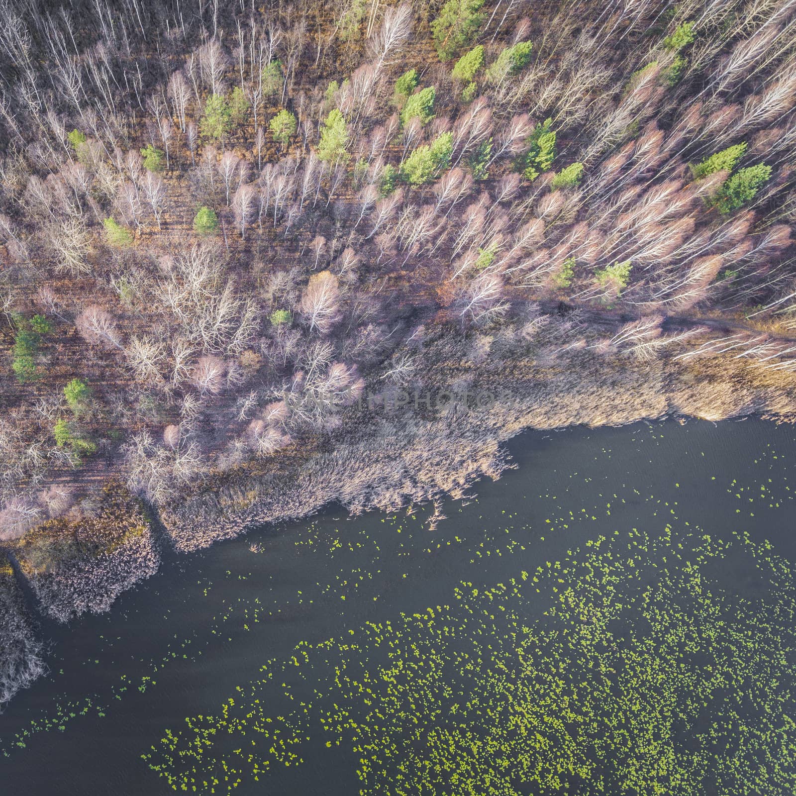 Lake and forest during late autumn time. View from above. Poland by mariusz_prusaczyk