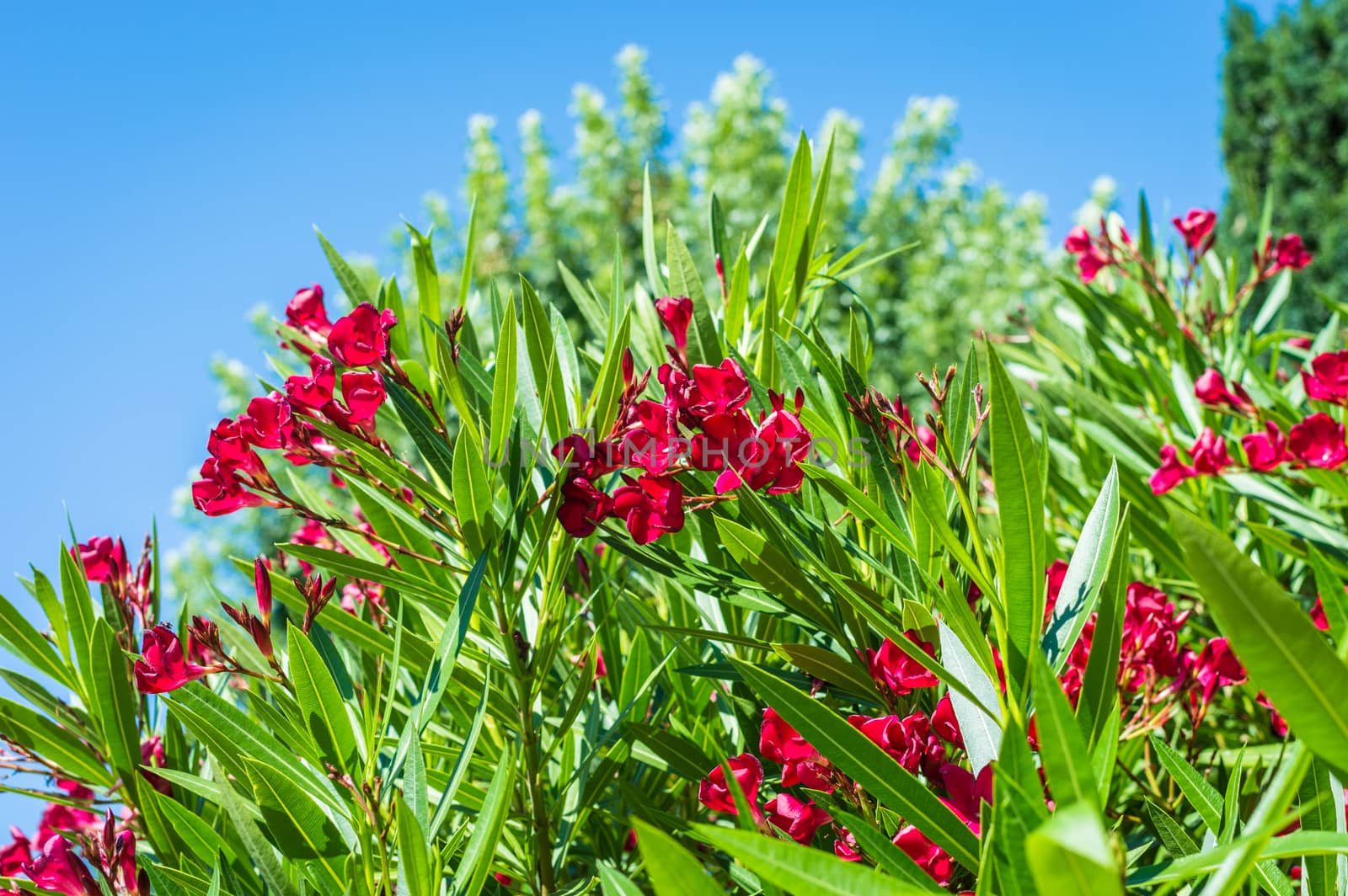 red flowers growing on tree by okskukuruza