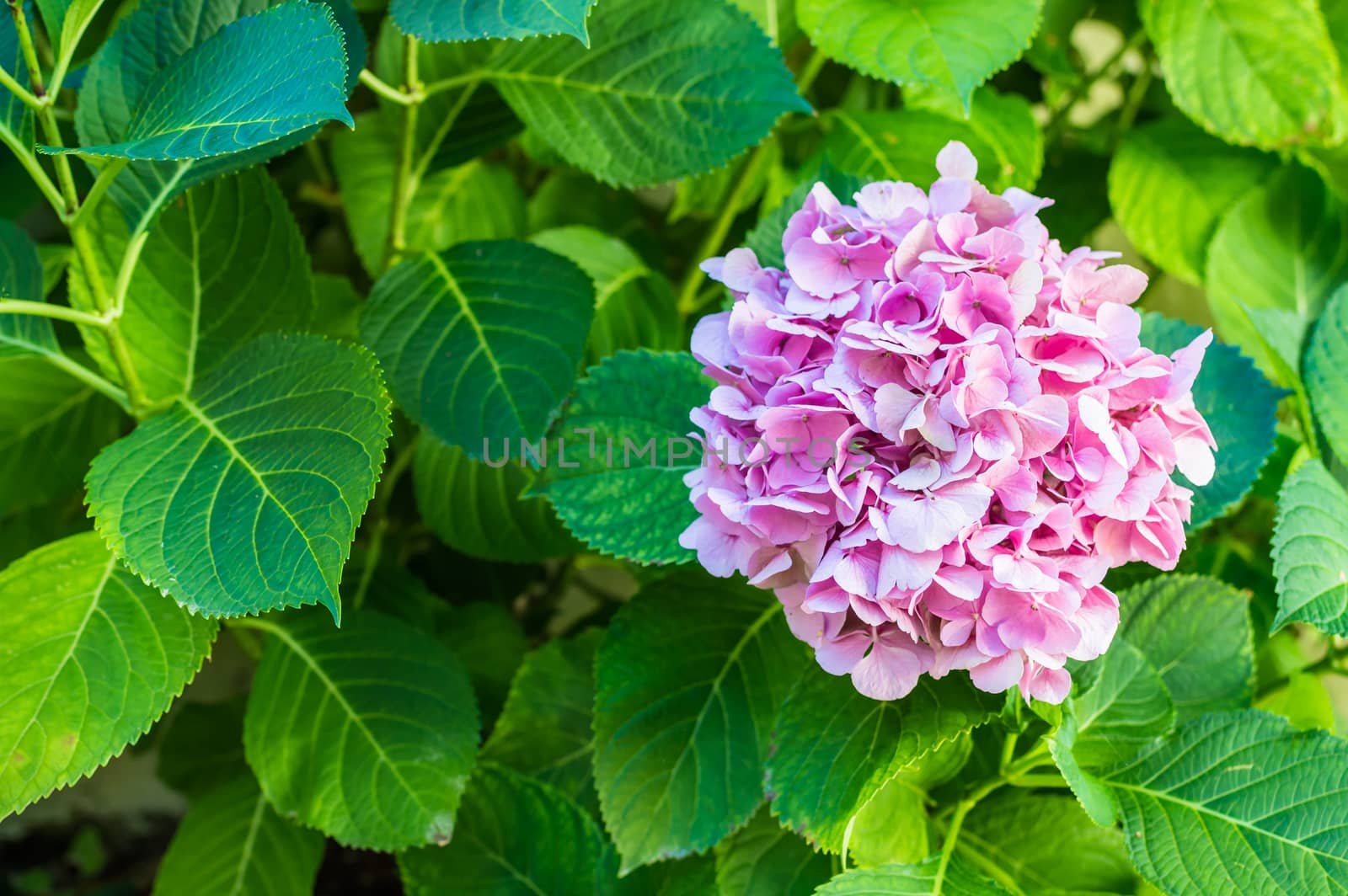 pink flowers in the garden by okskukuruza