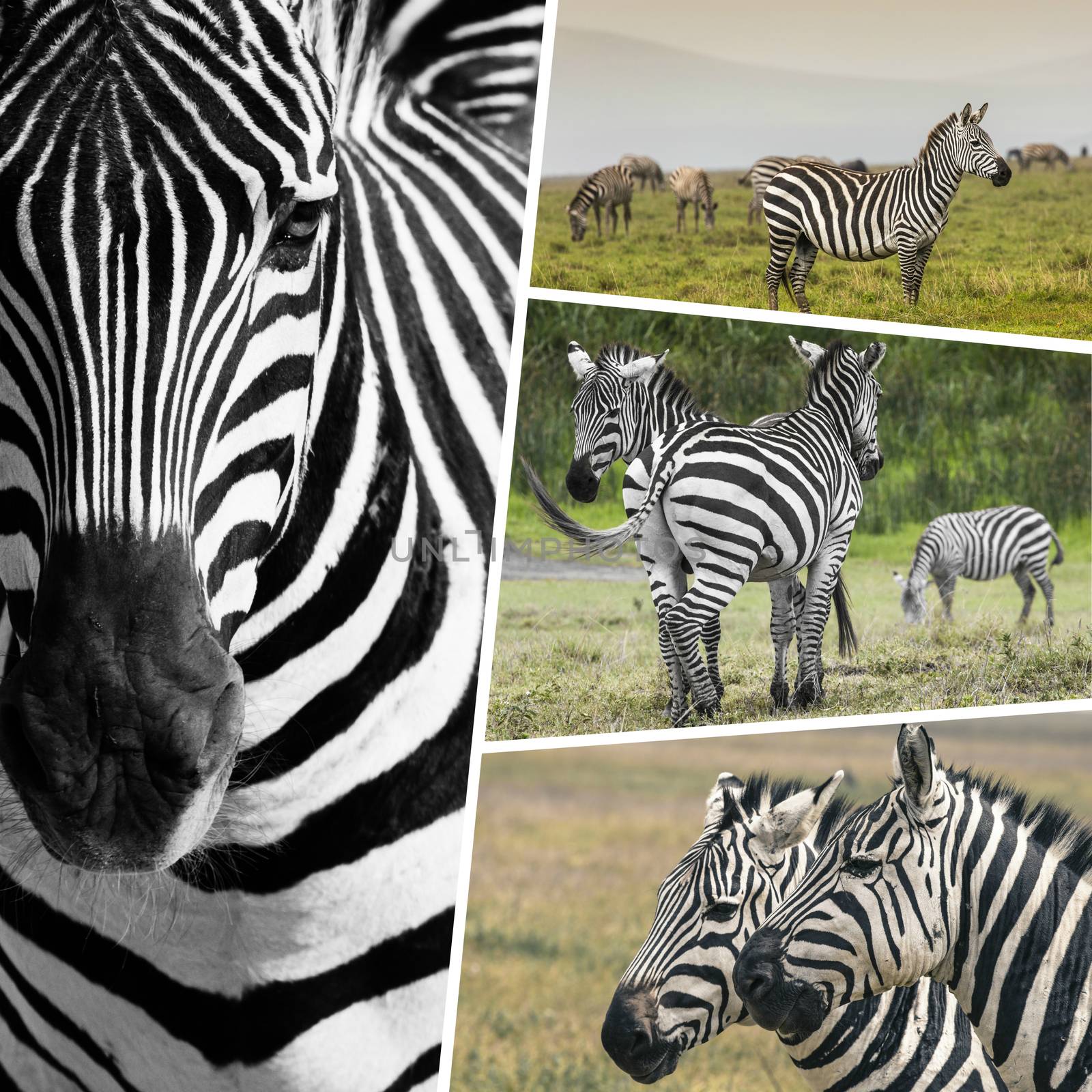 Collage of Zebras from Tanzania - travel background (my photos)