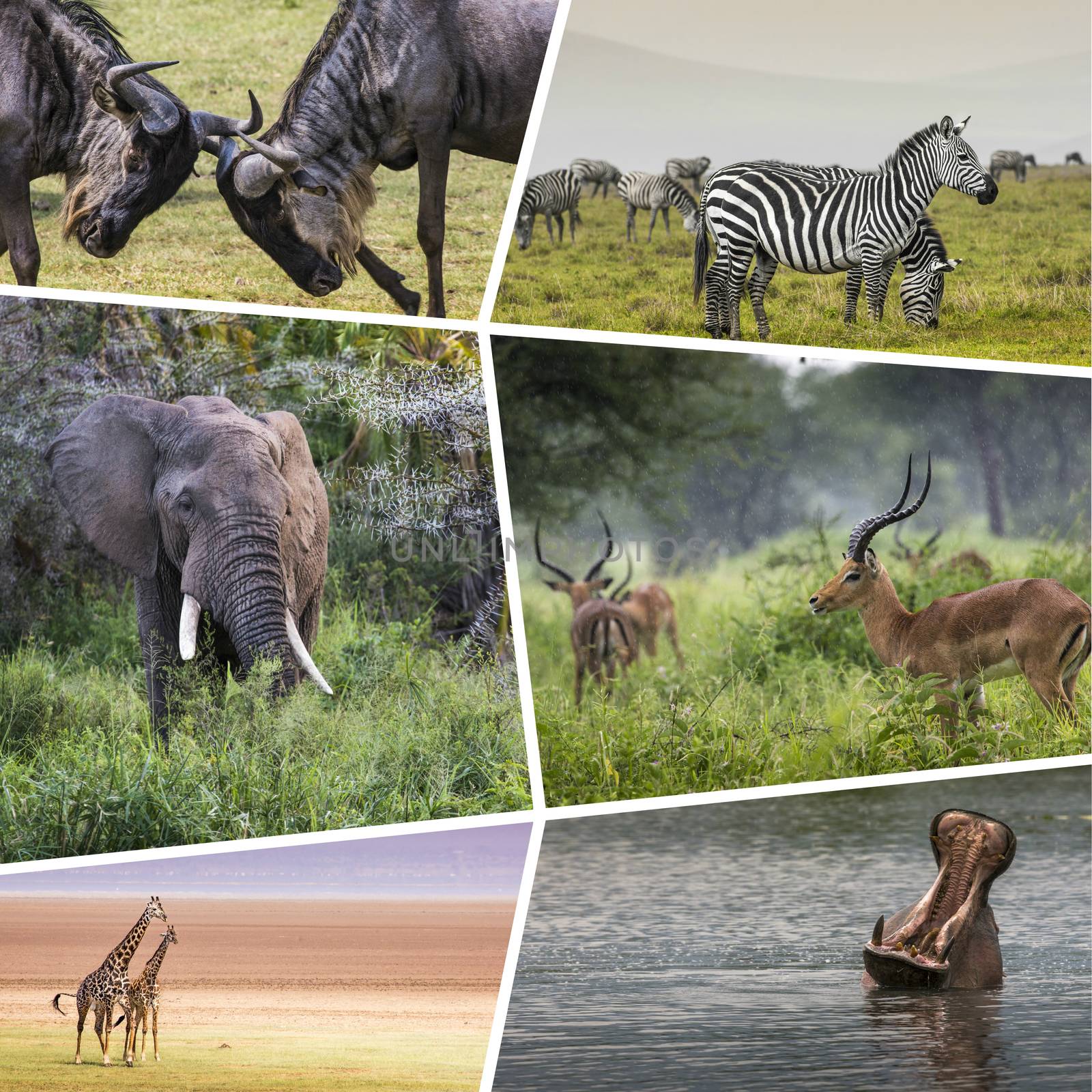 Collage of Animals from Tanzania - travel background (my photos)

