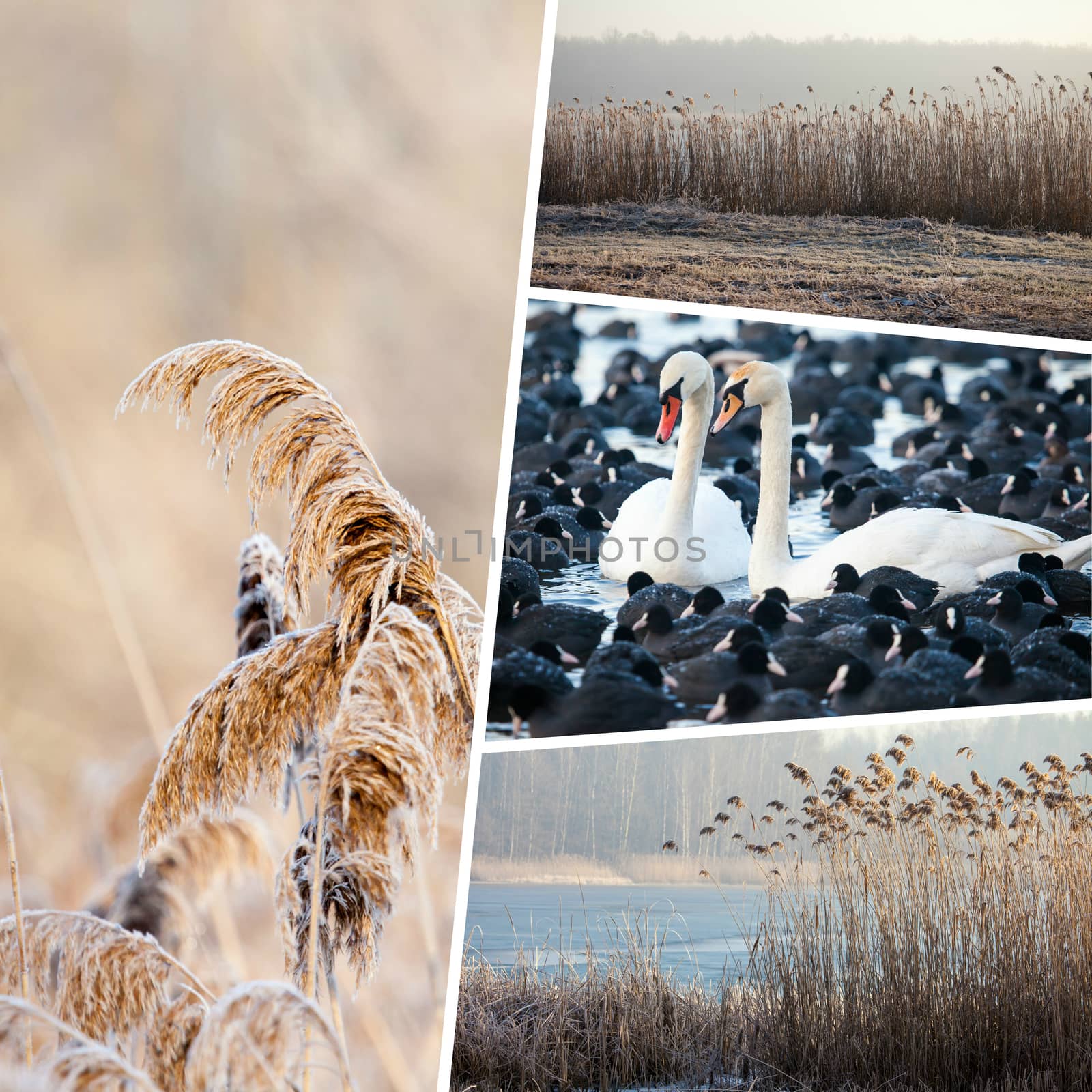 Collage of winter grass - (my photos) by mariusz_prusaczyk