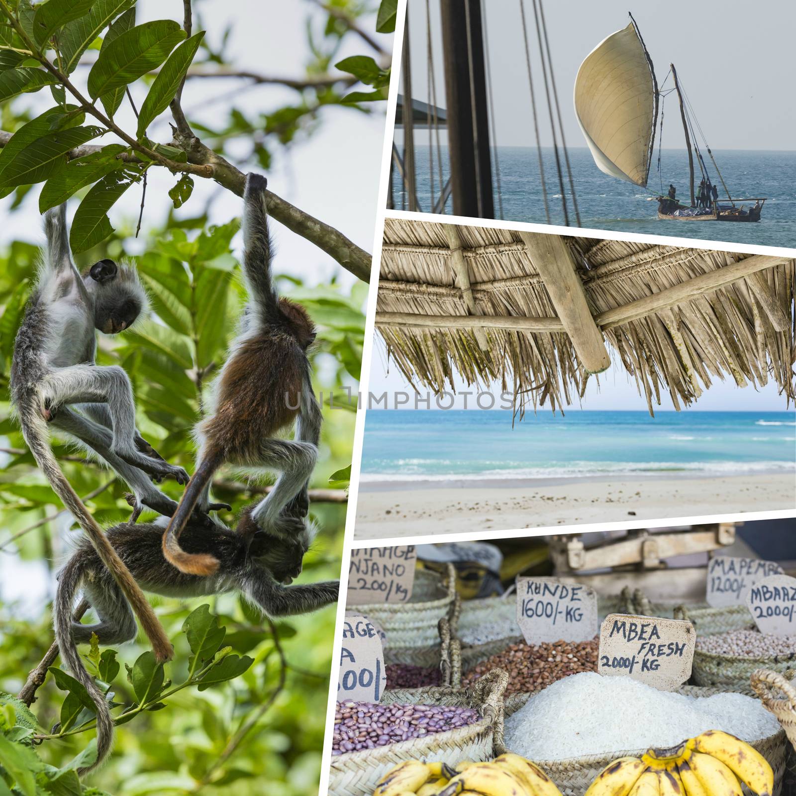 Collage of Zanzibar images - travel background (my photos) by mariusz_prusaczyk