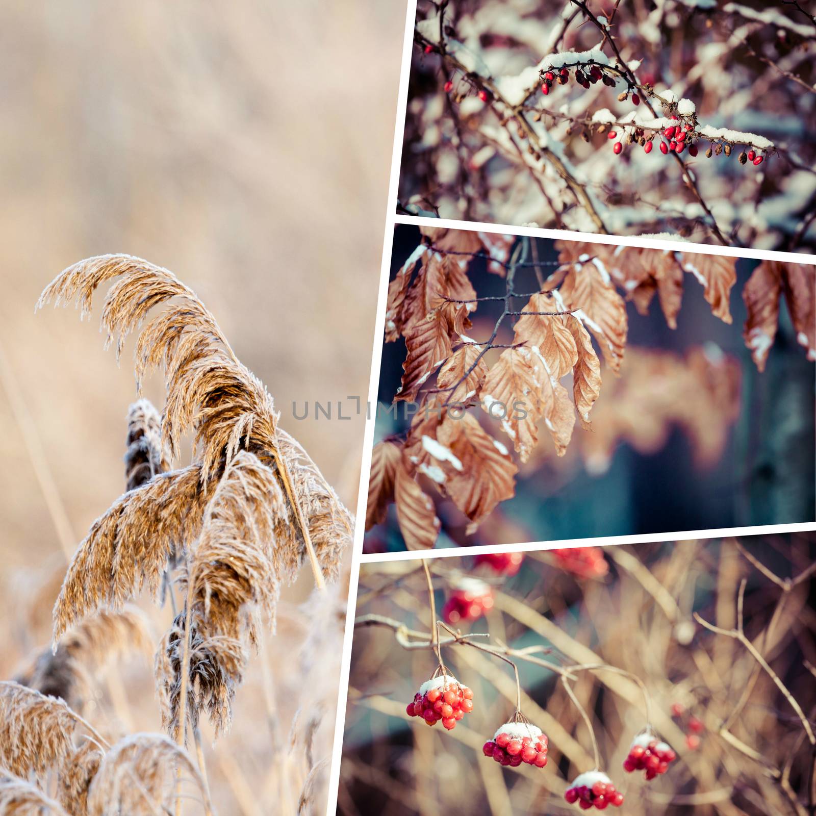 Winter collage ( my images ) by mariusz_prusaczyk