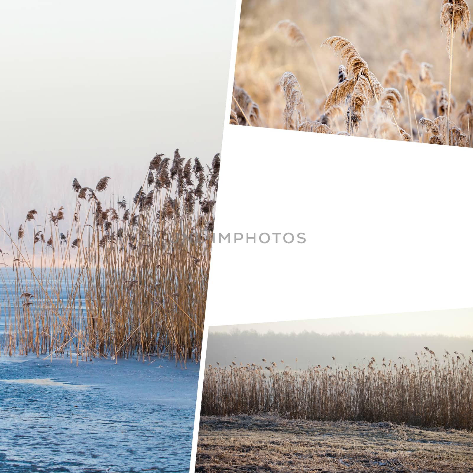 Collage of winter grass - (my photos) by mariusz_prusaczyk