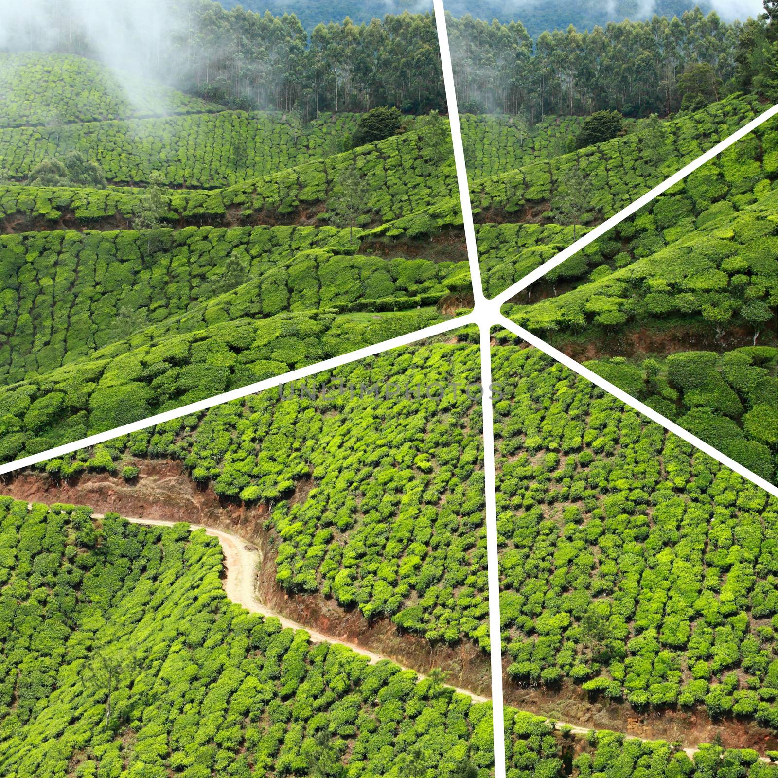 Collage of tea plantations in Munnar ( India ) images - travel b by mariusz_prusaczyk