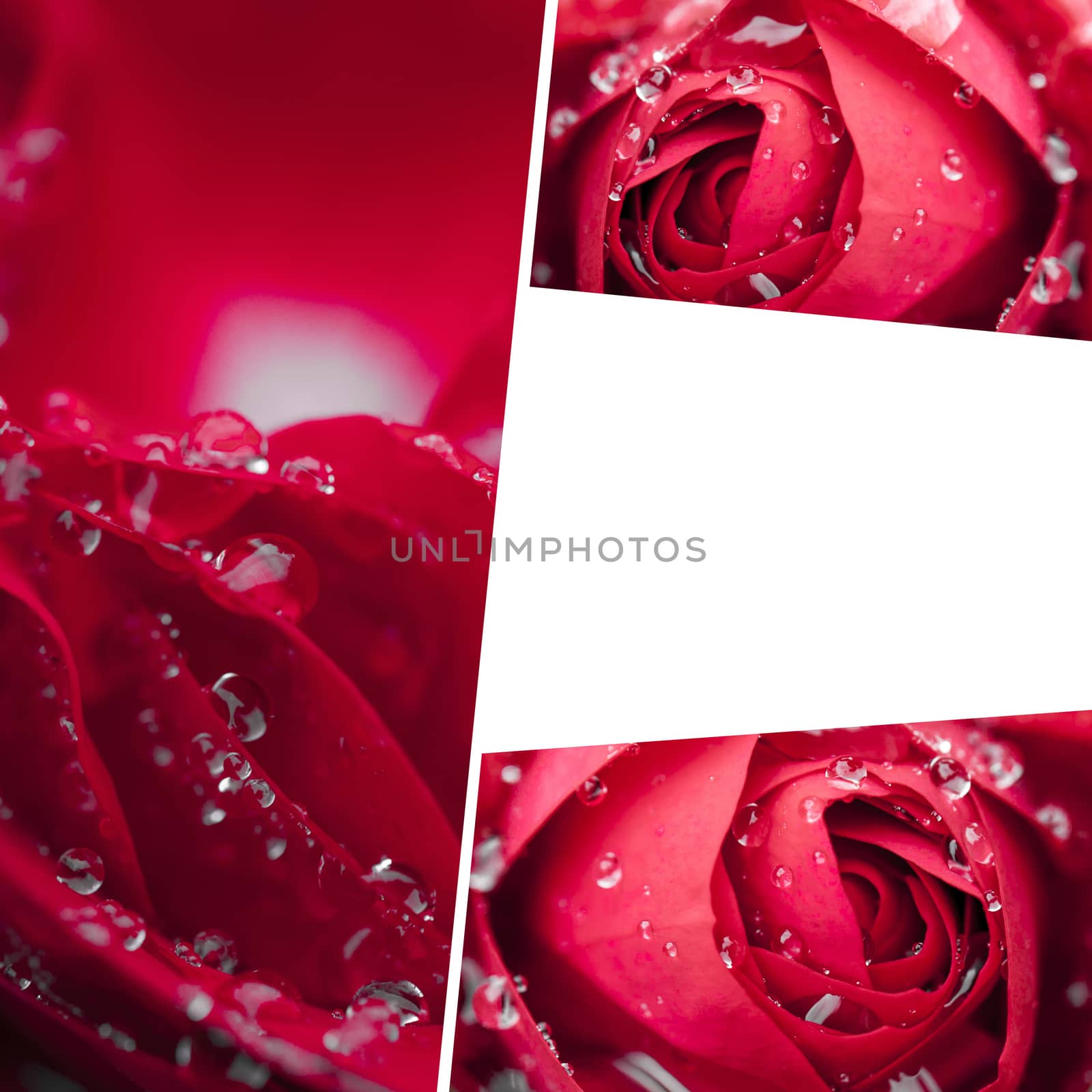 Collage of Red Rose by mariusz_prusaczyk