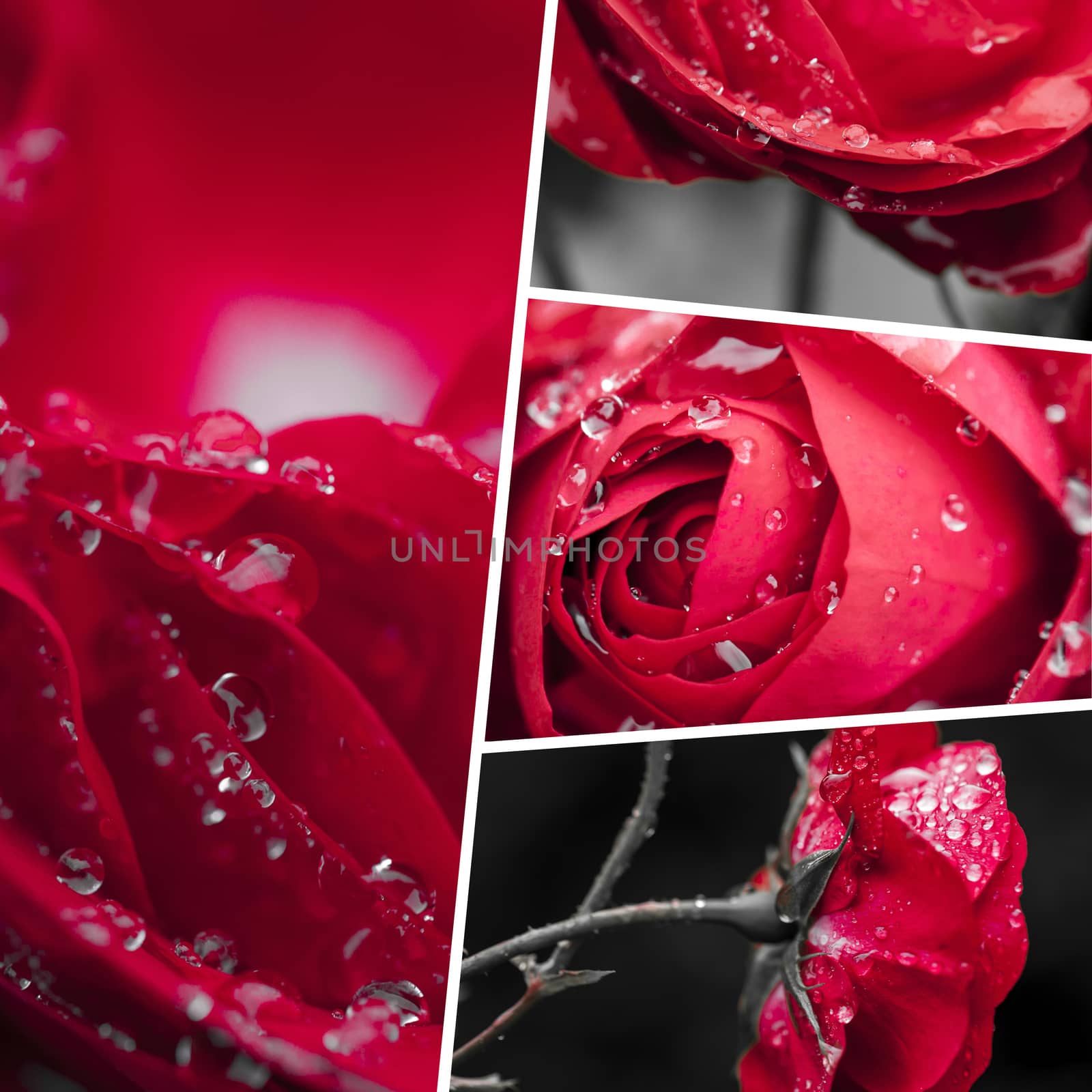 Collage of Red Rose