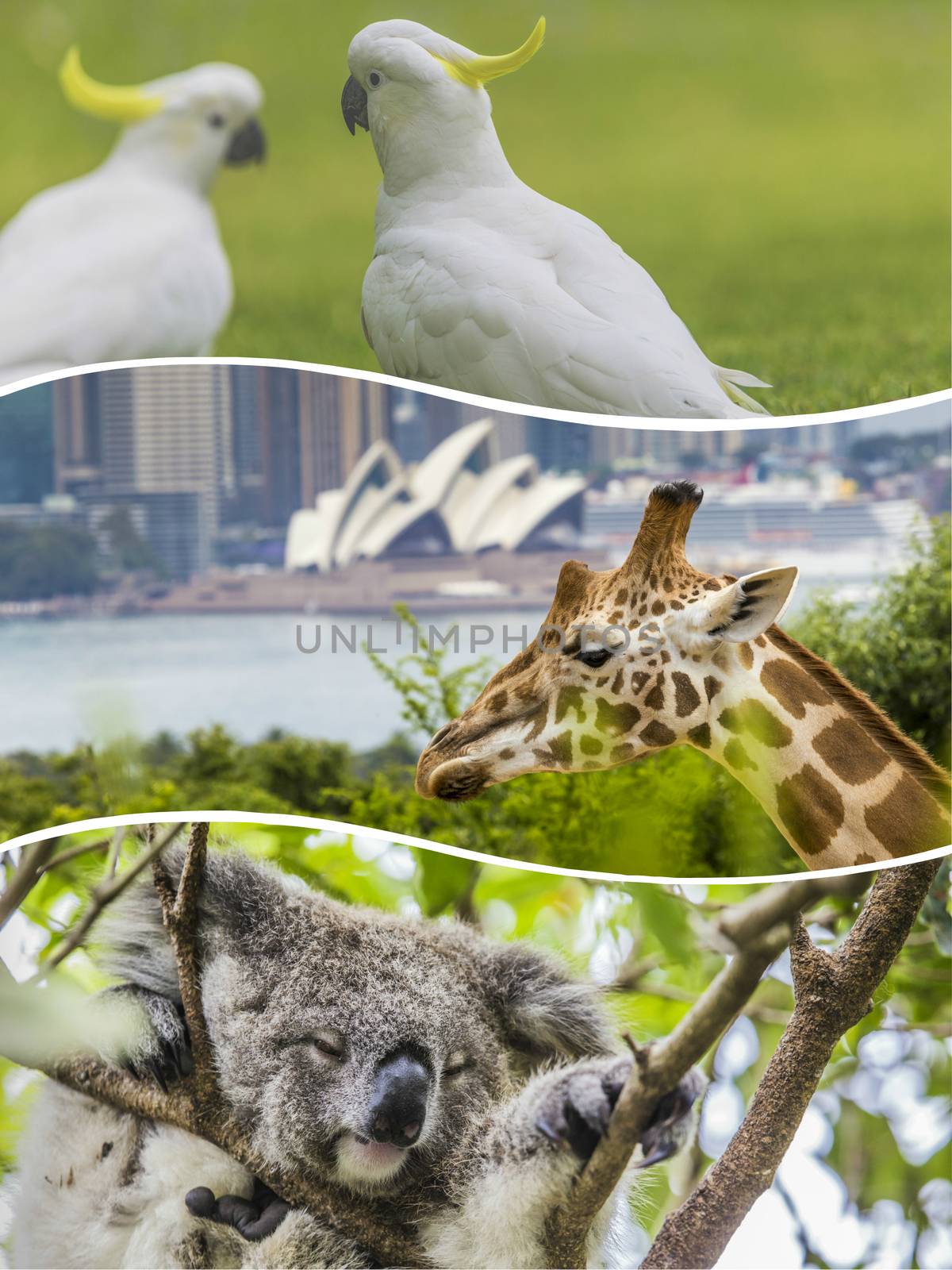 Collage of Australian animals images - travel background (my photos)