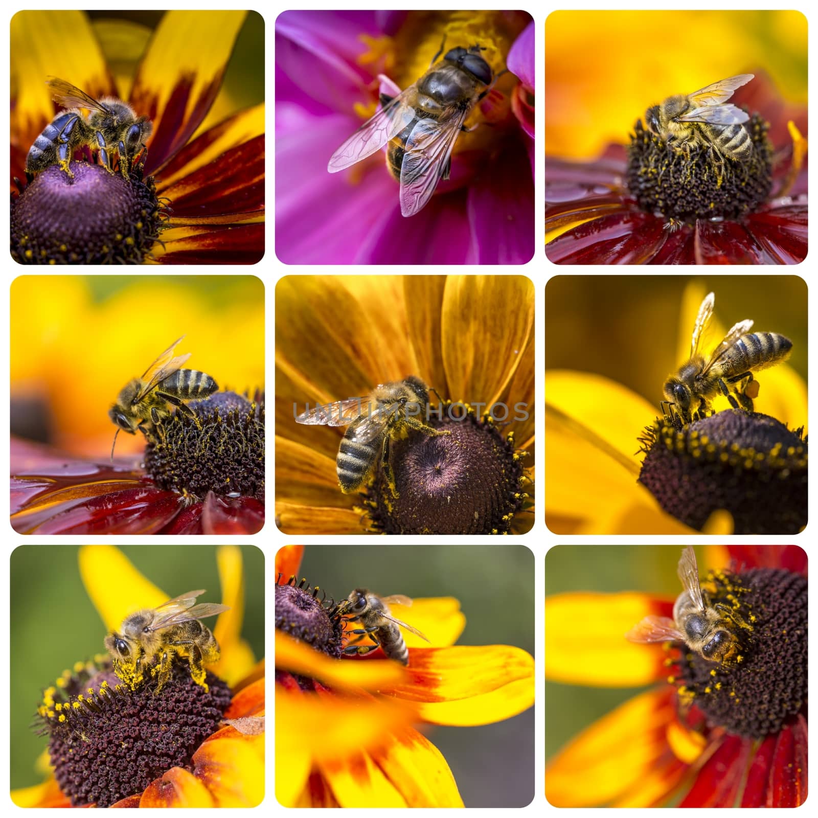 Collage of Western Honey Bee images - travel background (my phot by mariusz_prusaczyk