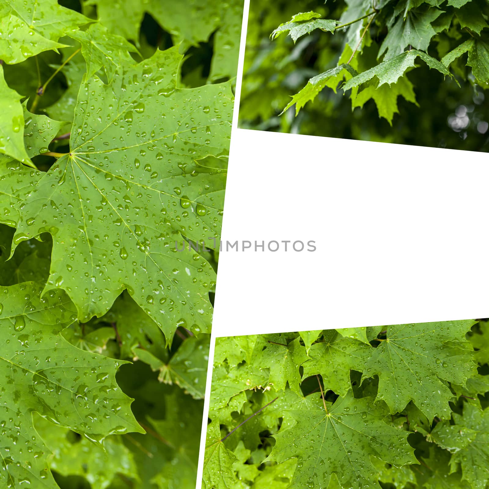 Collage of Green nature leaves.