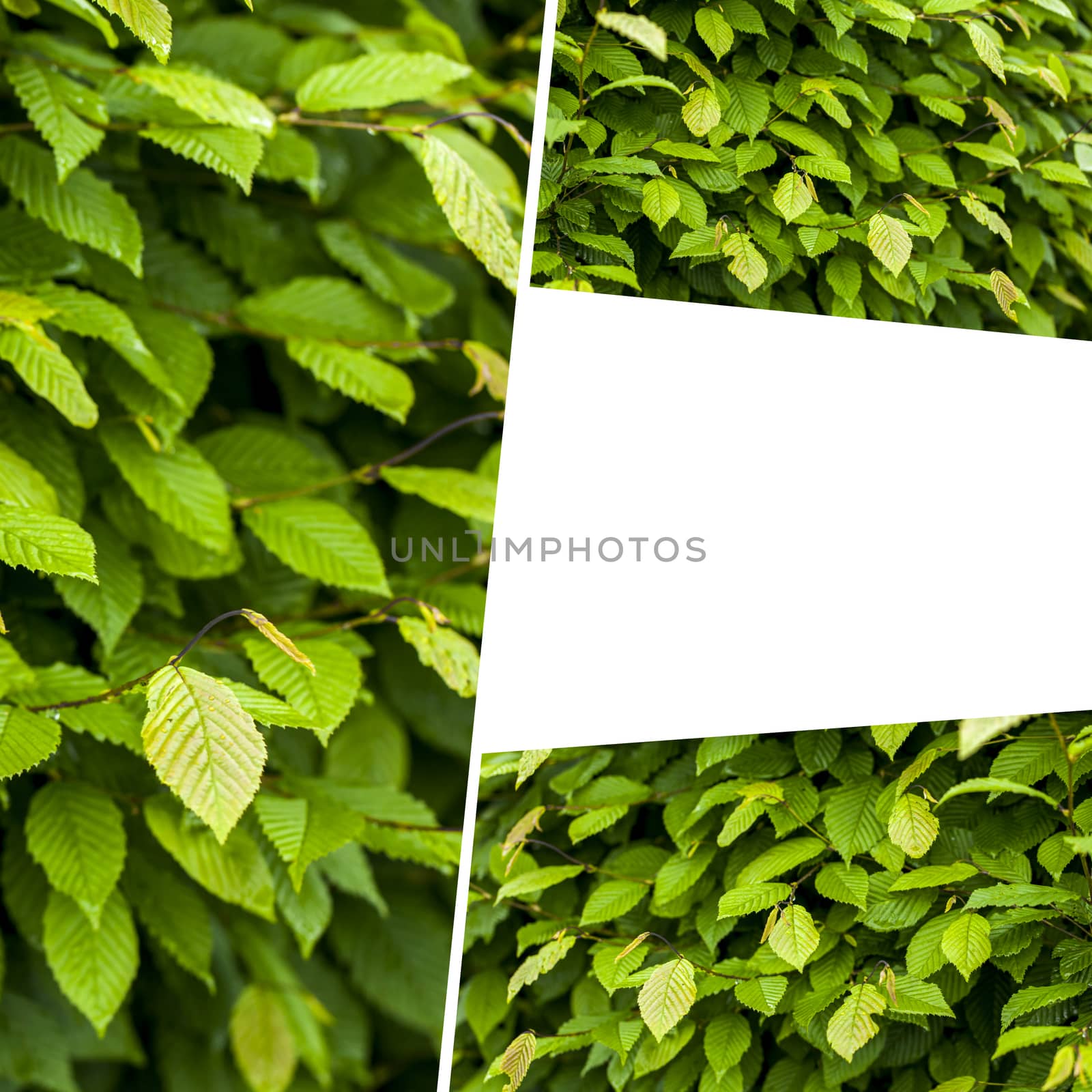 Collage of Green nature leaves. by mariusz_prusaczyk