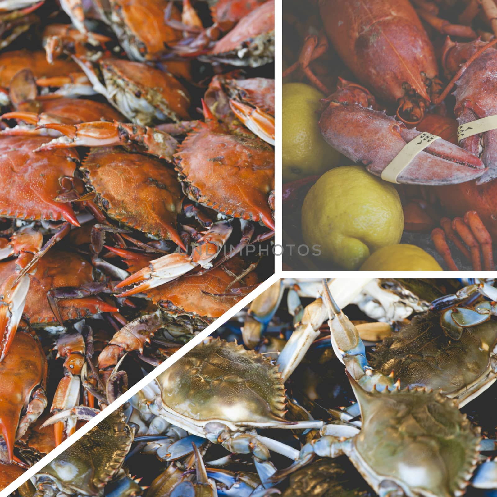 Collage of Crabs by mariusz_prusaczyk