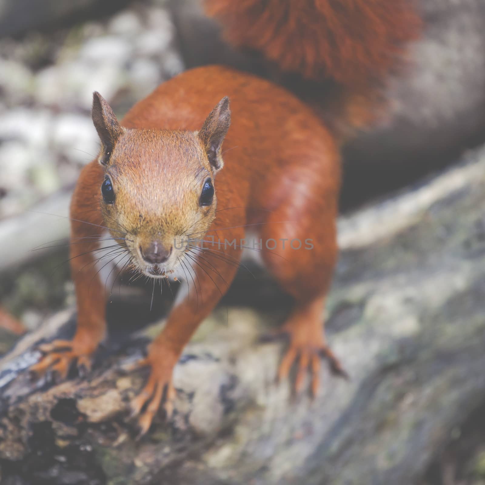 Red squirell close up by mariusz_prusaczyk