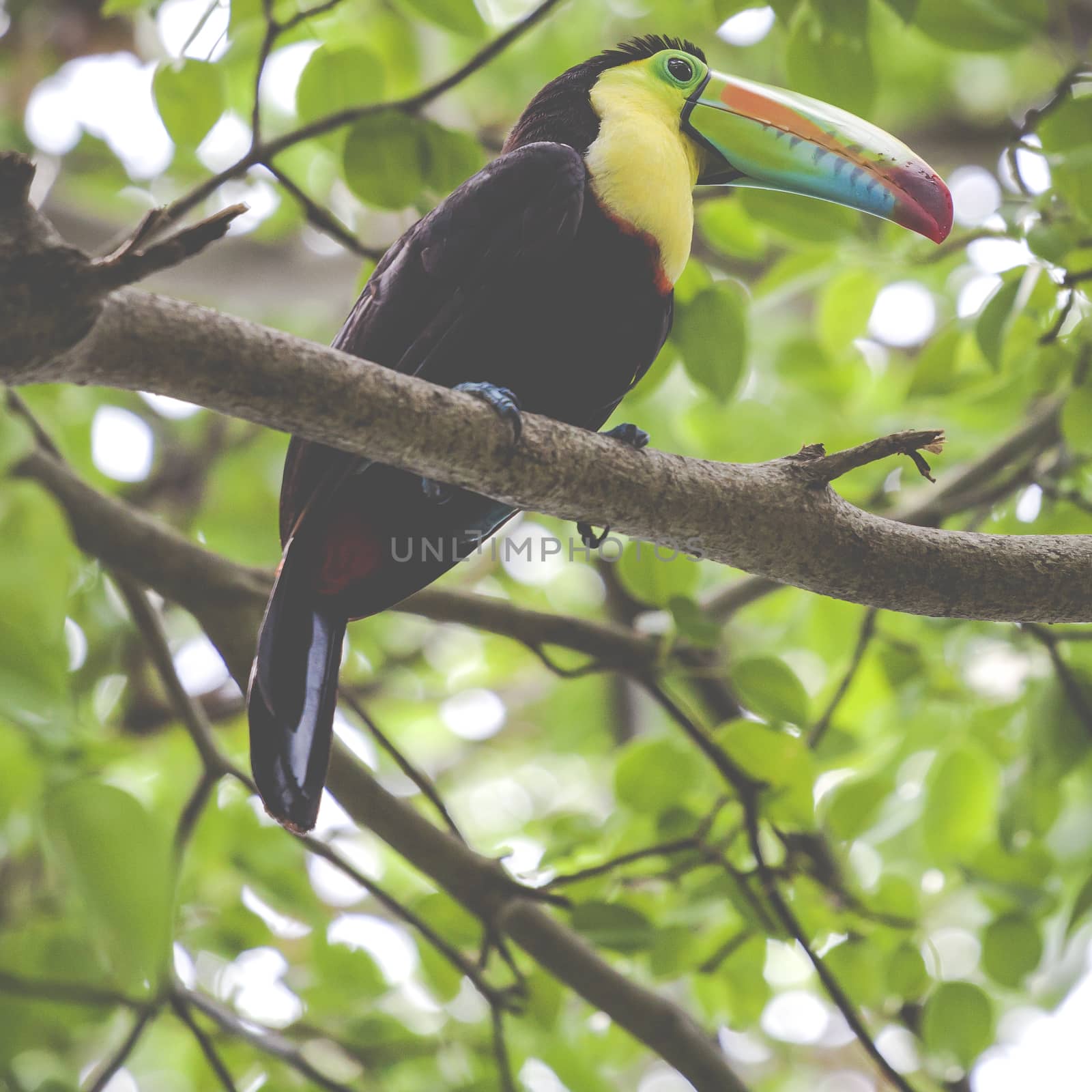 Toucan in rain forest with tree and foliage, early in the mornin by mariusz_prusaczyk