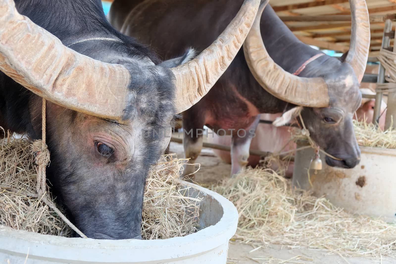 Buffalos chew hay in corral, Thailand