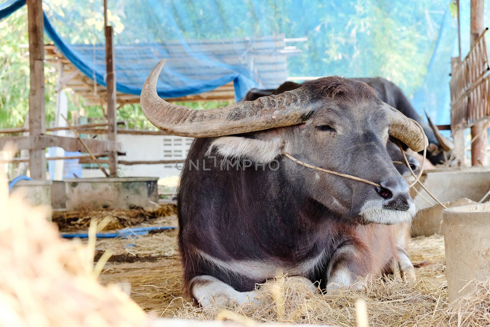 Buffalos in corral,Thailand