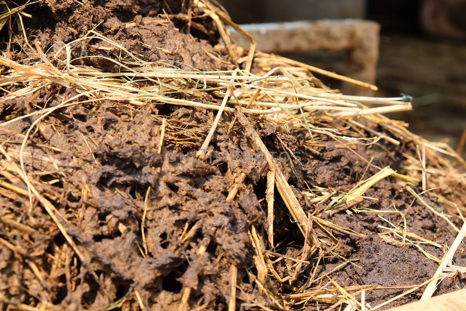 farmyard manure close up