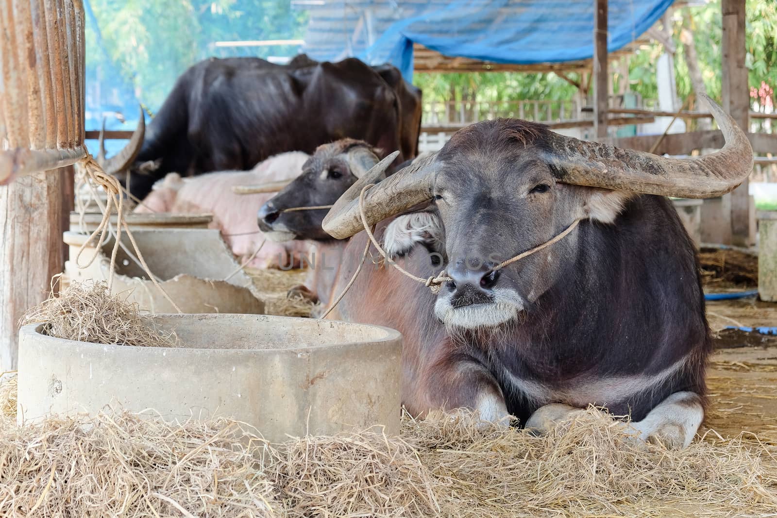 Buffalos in corral,Thailand