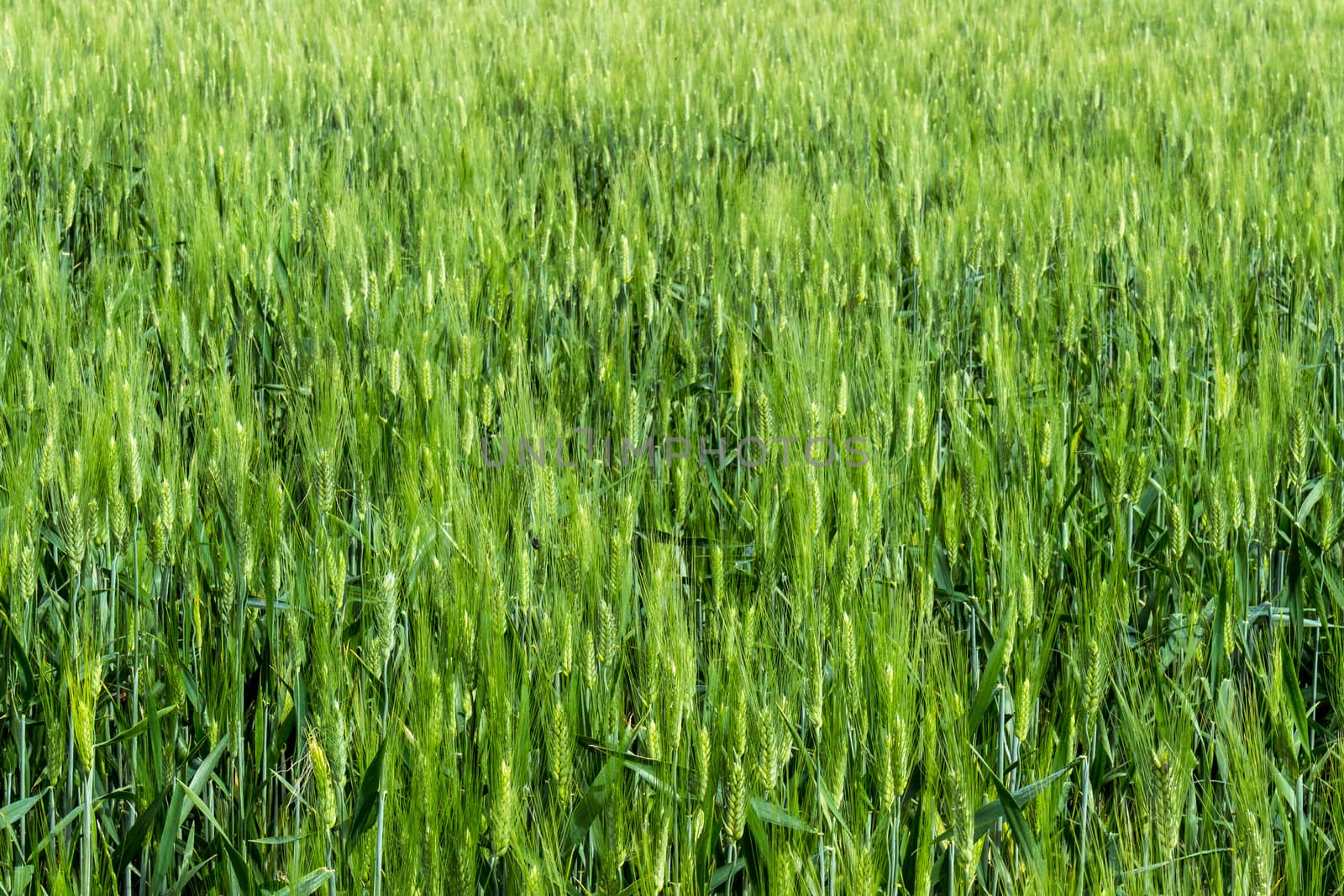 the green wheat field in spring time